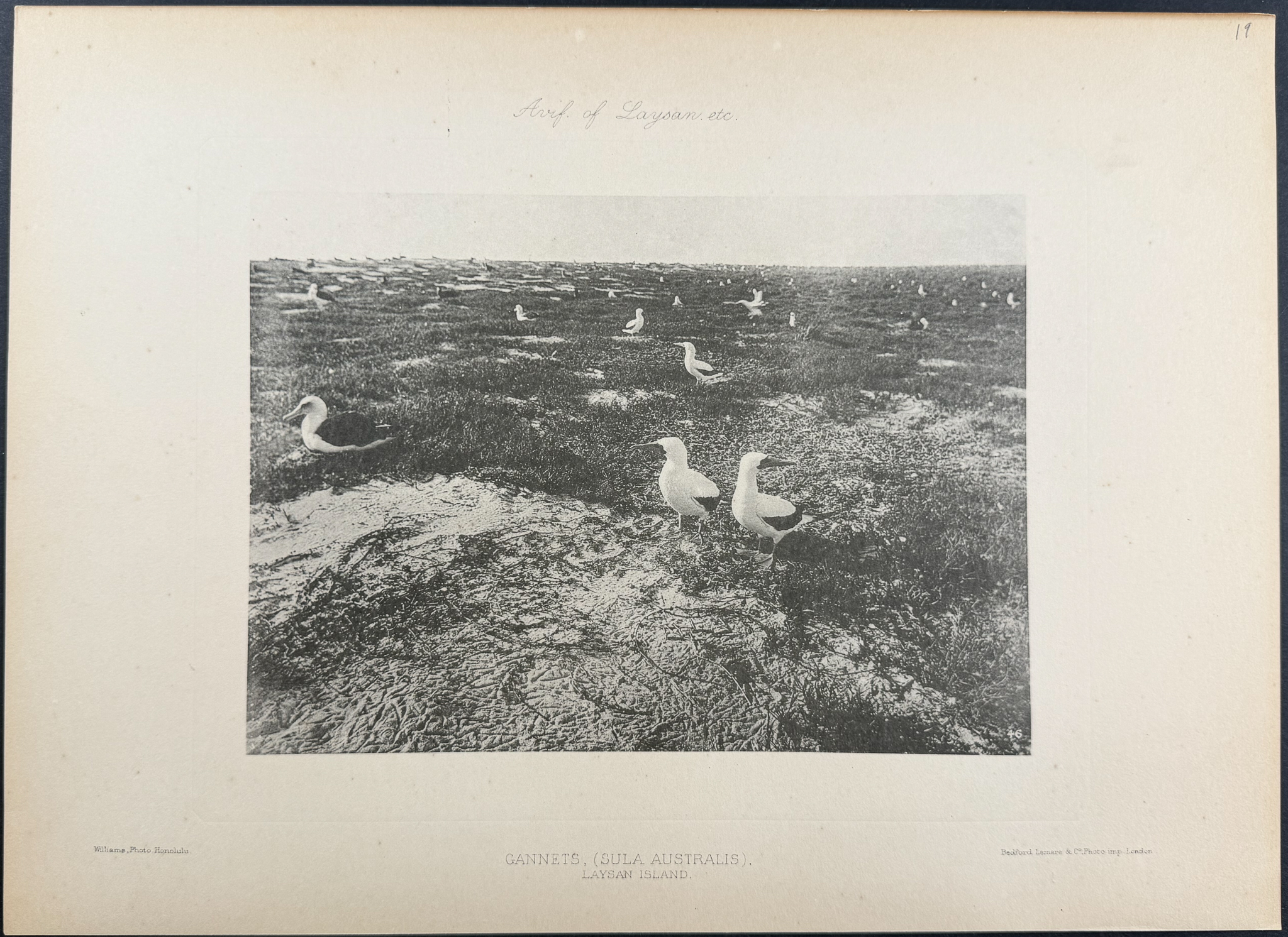 Rothschild & Keulemans, Hawaii - 10 Bird Lithographs