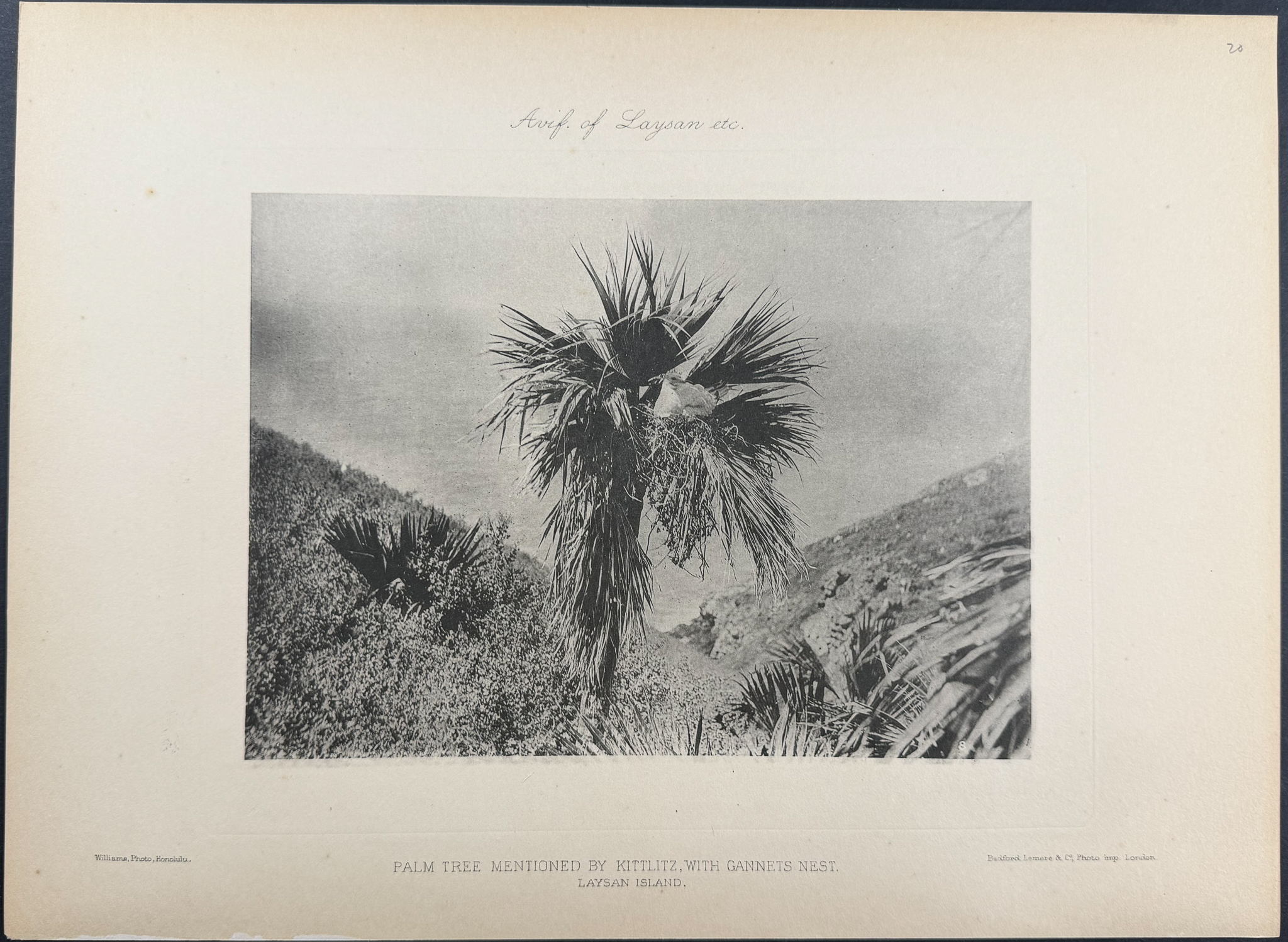 Rothschild & Keulemans, Hawaii - 10 Bird Lithographs