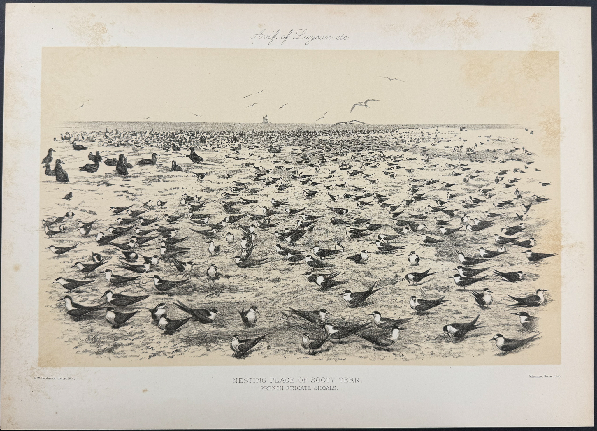 Rothschild & Keulemans, Hawaii - 10 Bird Lithographs