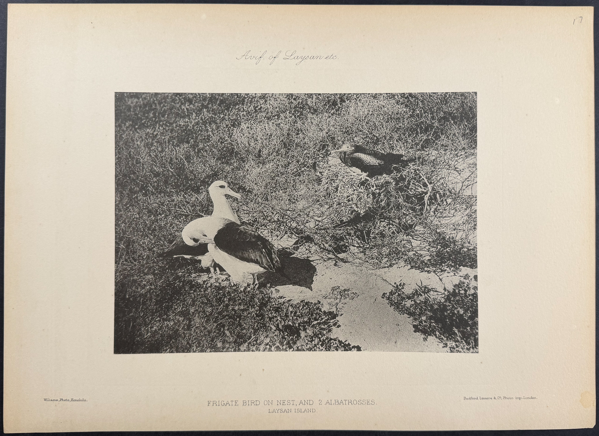 Rothschild & Keulemans, Hawaii - 10 Bird Lithographs