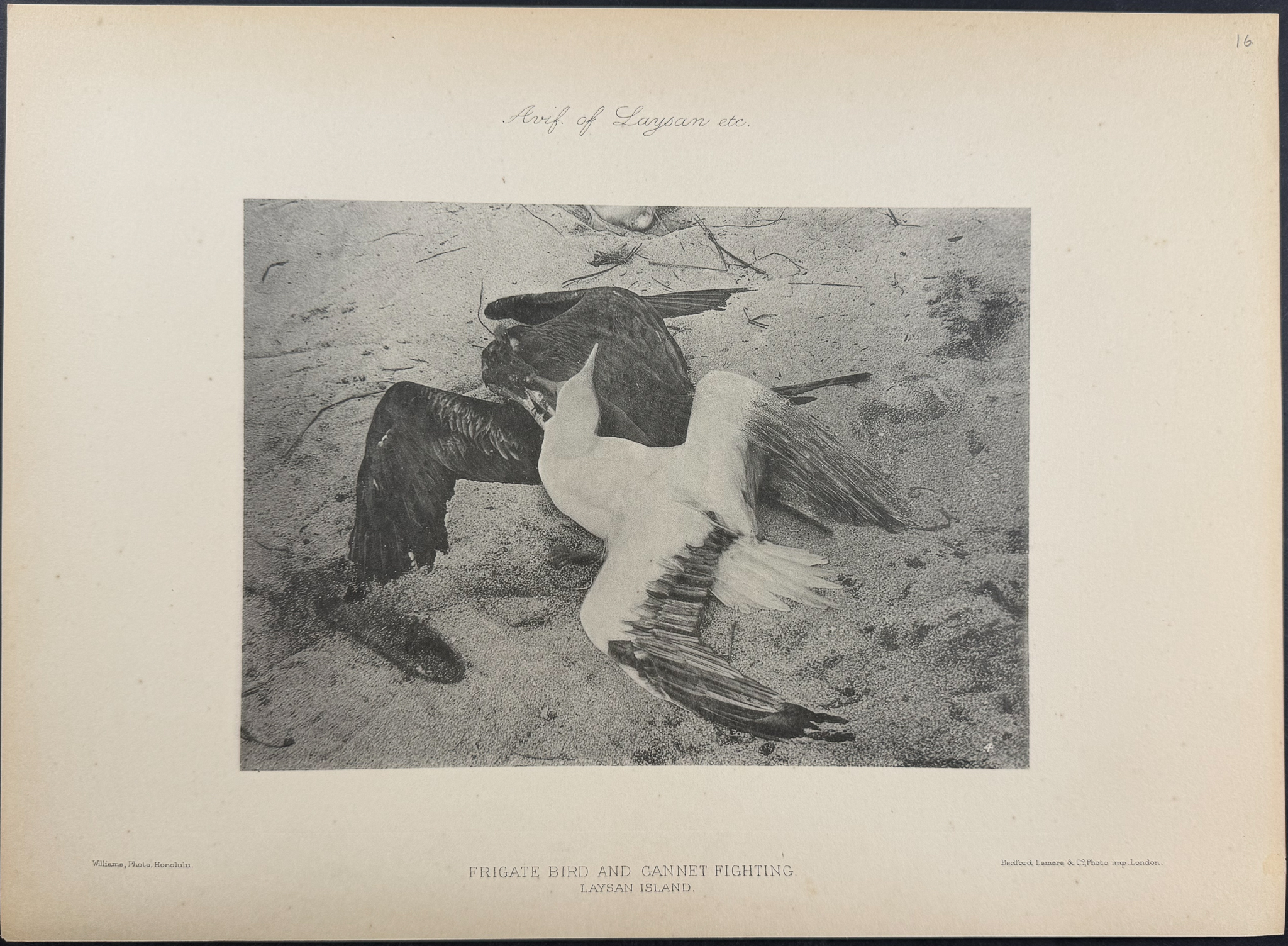 Rothschild & Keulemans, Hawaii - 10 Bird Lithographs