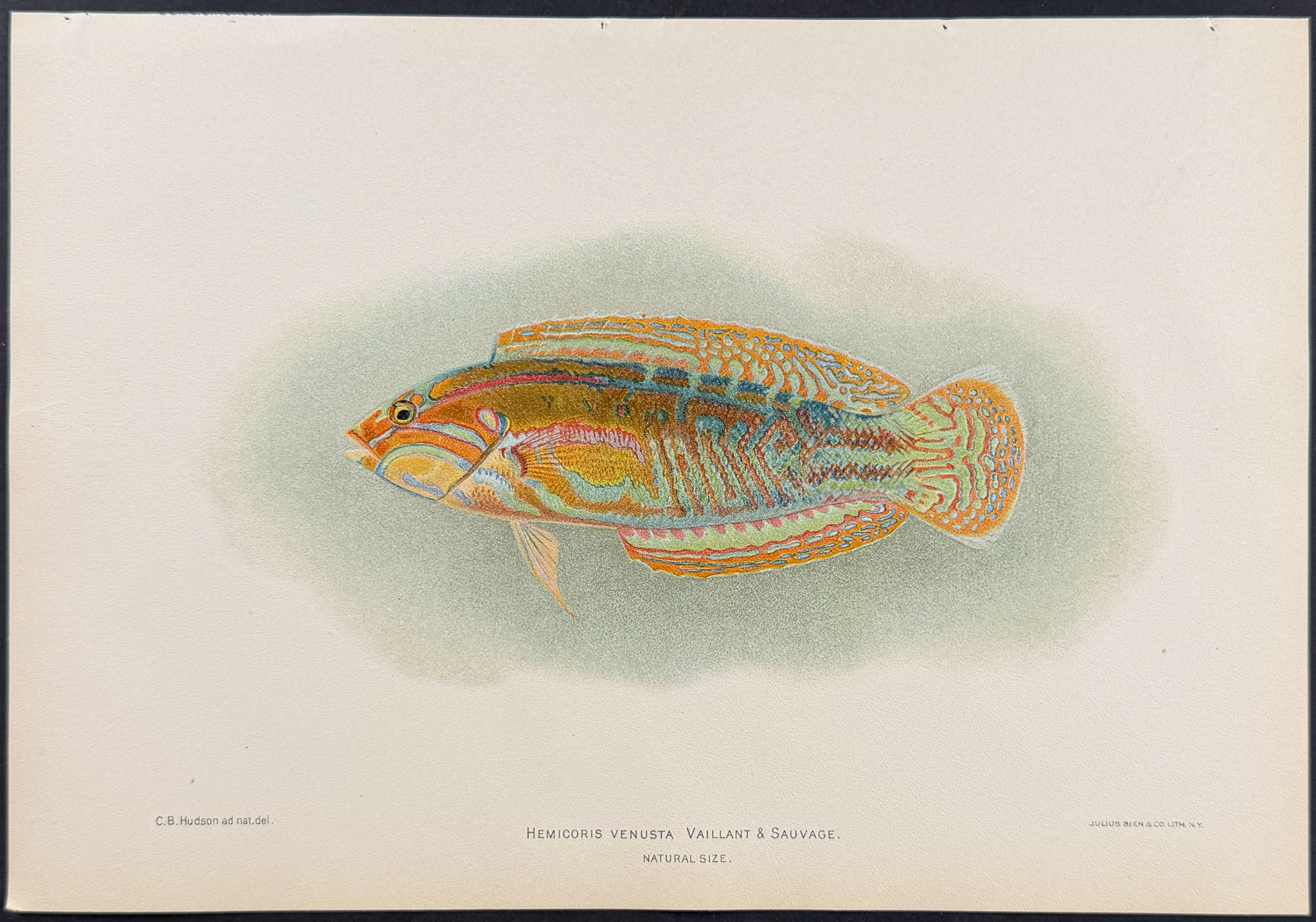 Bien, Hawaii - Fish [Hemicoris Venusta]