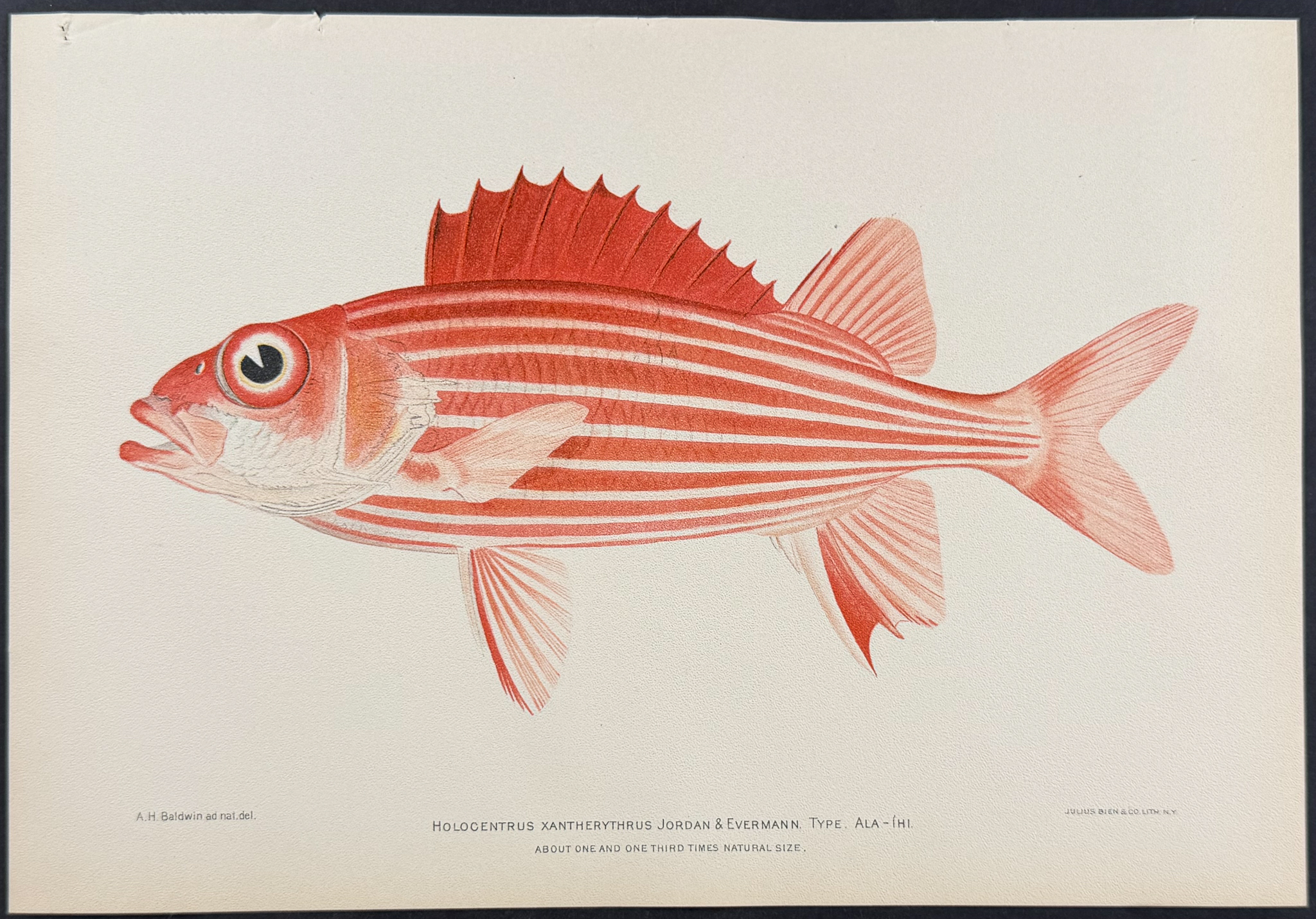 Bien, Hawaii - Ala-Ihi or Squirrelfish [Holocentrus Xantherythrus]