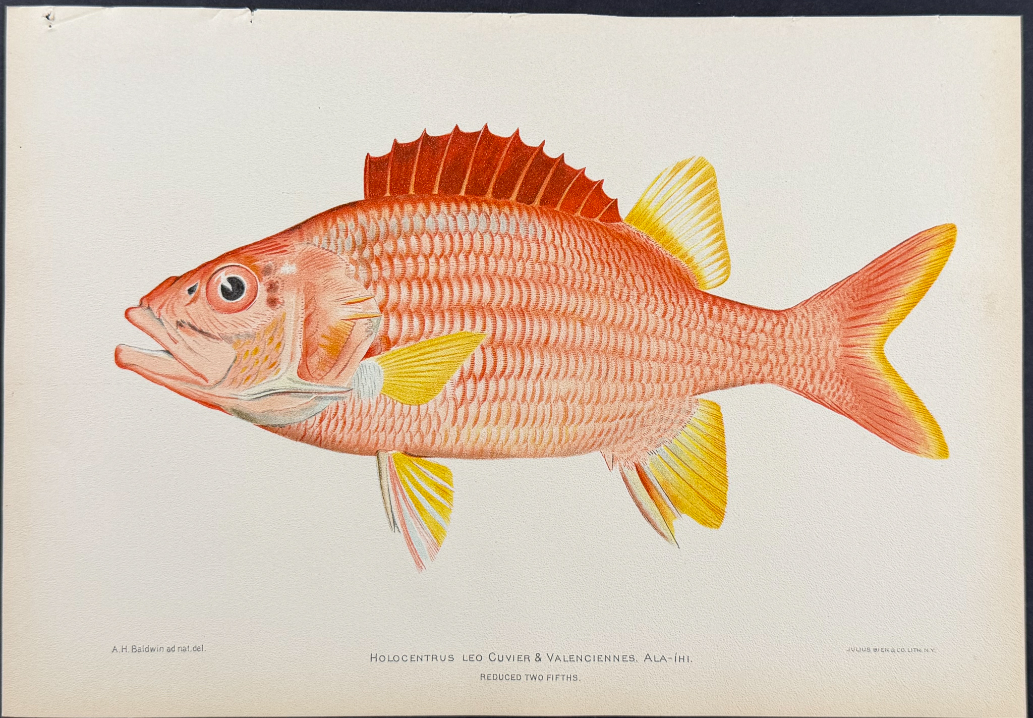 Bien, Hawaii - Ala-Ihi or Squirrelfish [Holocentrus Leo]