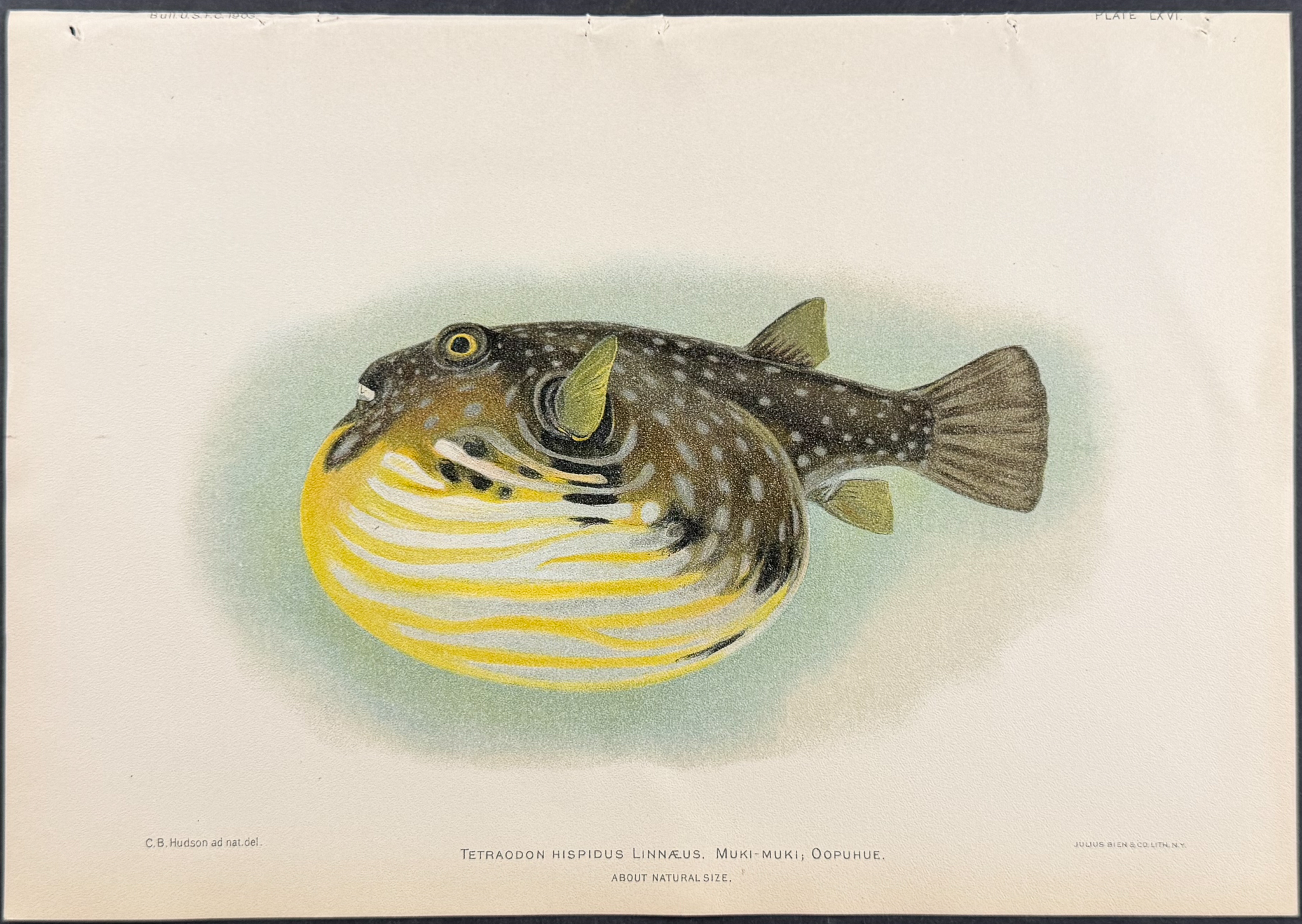 Bien, Hawaii - Muki-muki, Oopuhue or White-Spotted Puffer [Tetraodon Hispidus]
