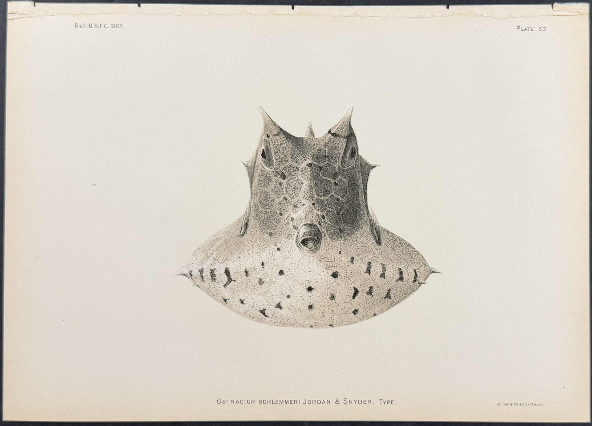 Bien, Hawaii - Boxfish [Ostracion Schlemmerei]