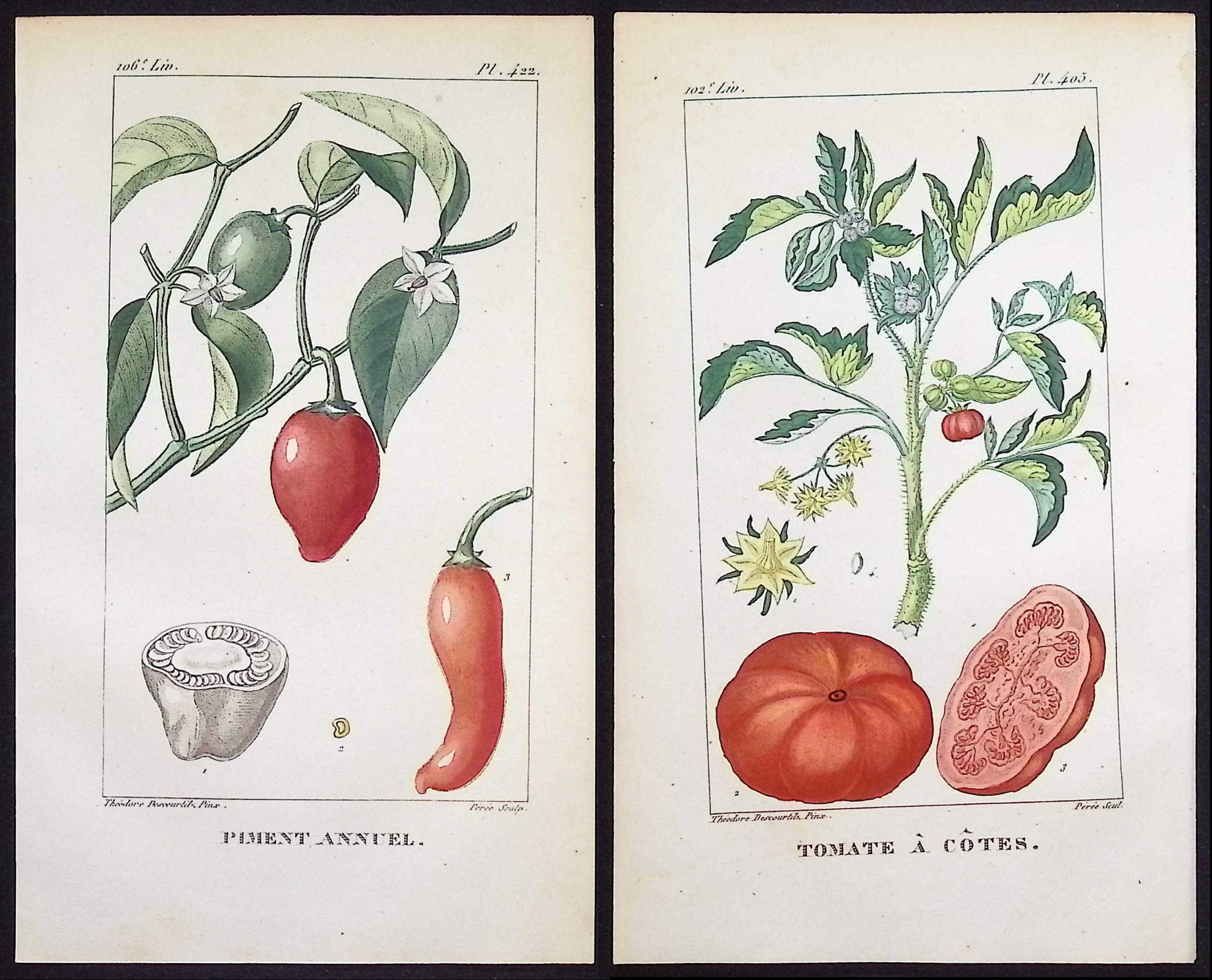 Descourtilz - Pair of Engravings of Tomato & Pepper