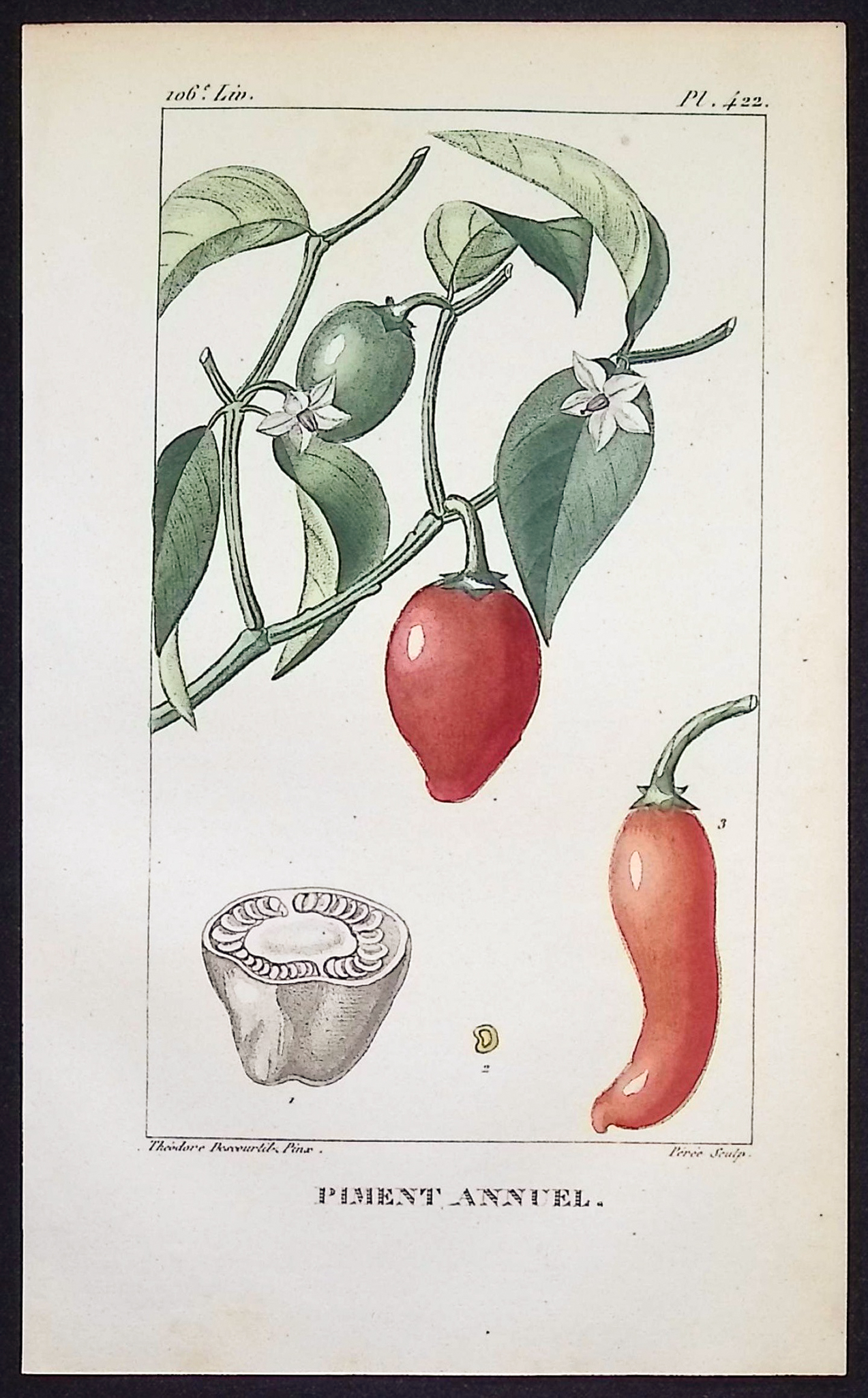 Descourtilz - Pair of Engravings of Tomato & Pepper