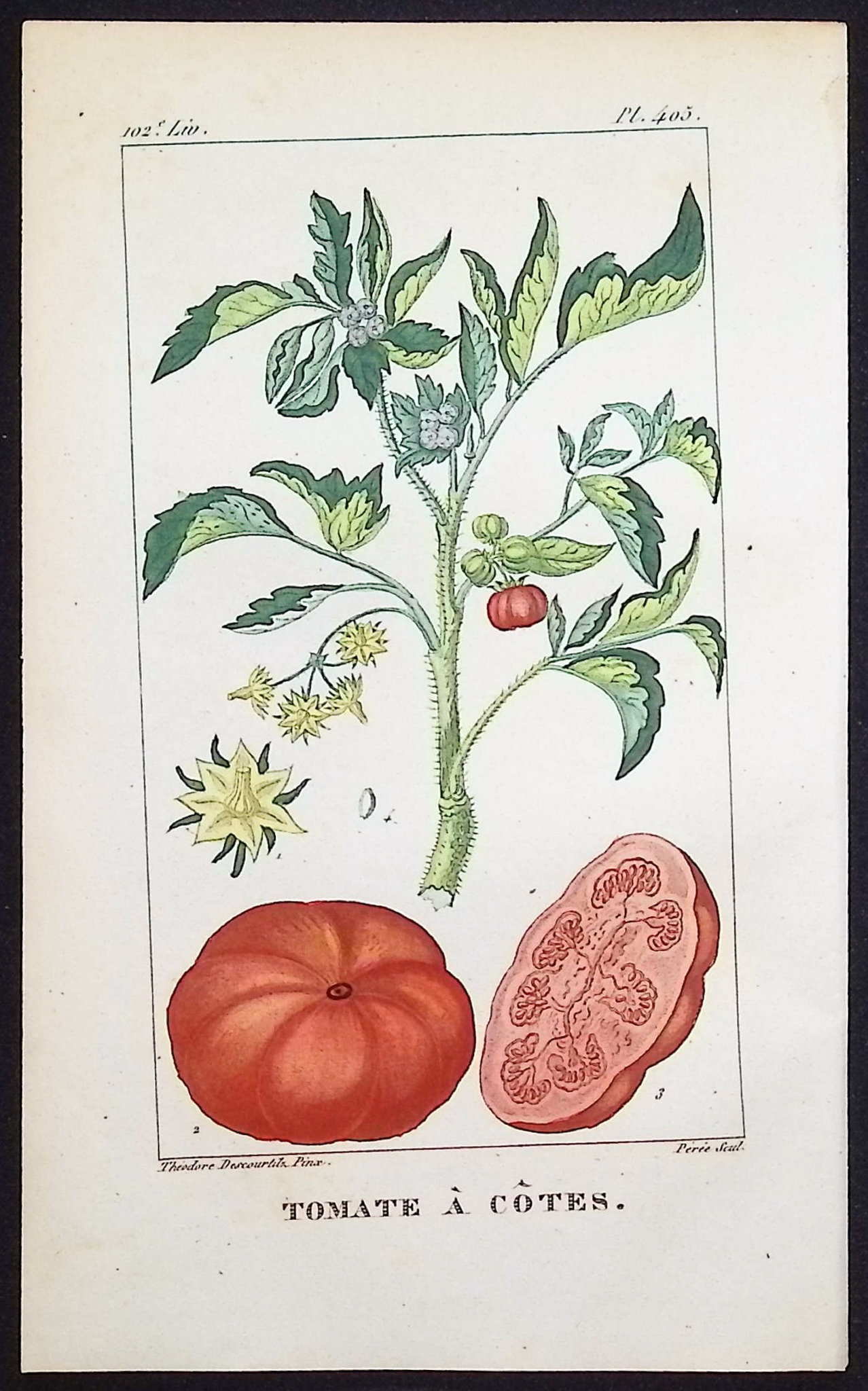 Descourtilz - Pair of Engravings of Tomato & Pepper