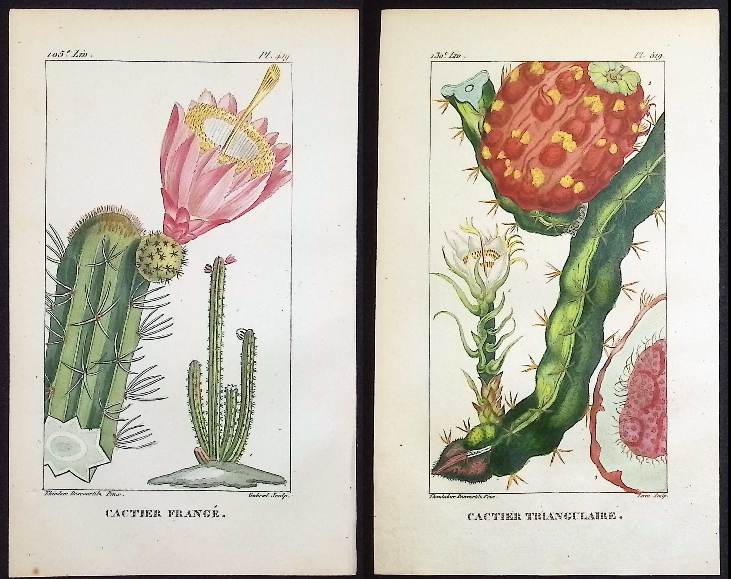 Descourtilz - 6 Cactus Engravings