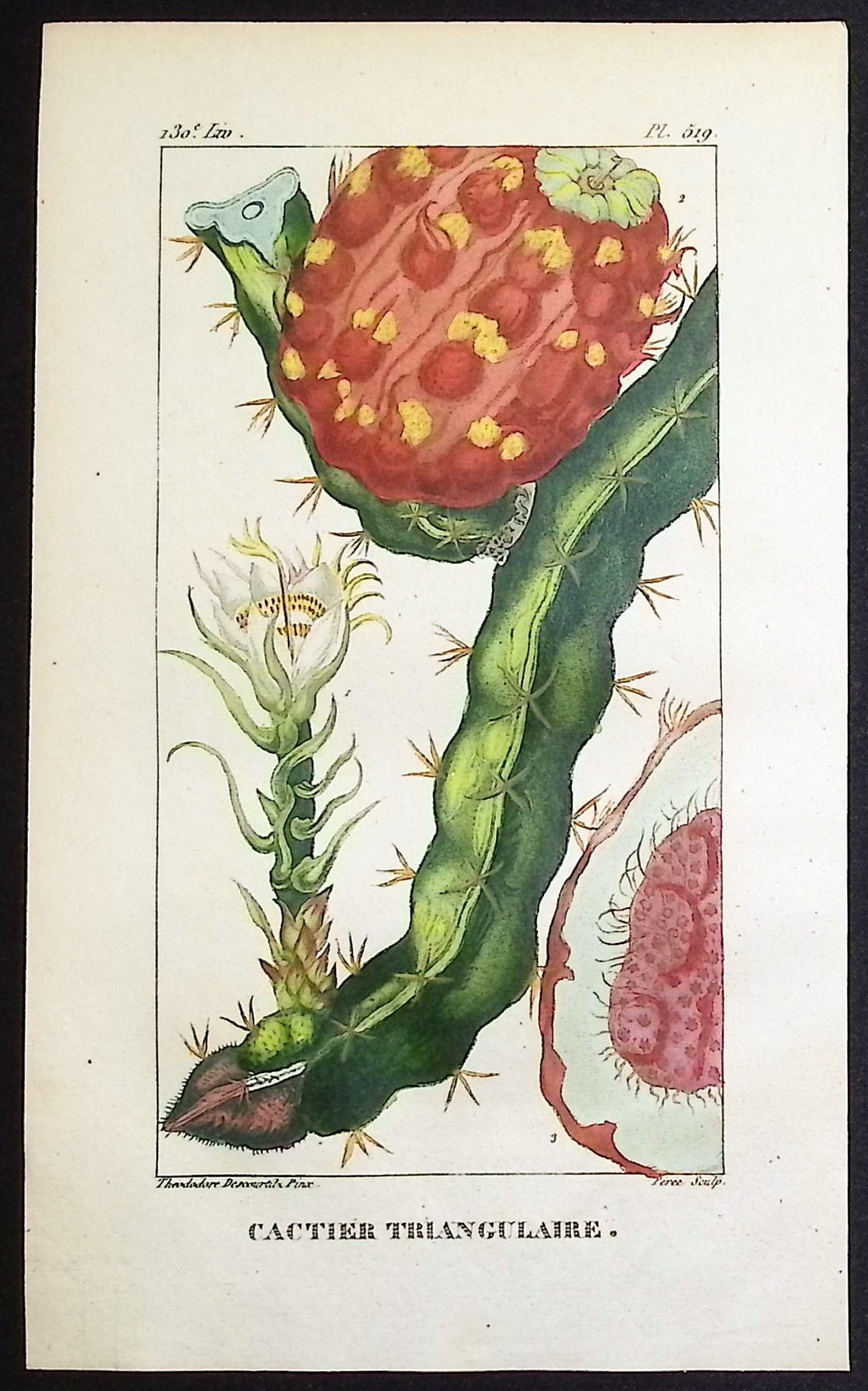 Descourtilz - 6 Cactus Engravings