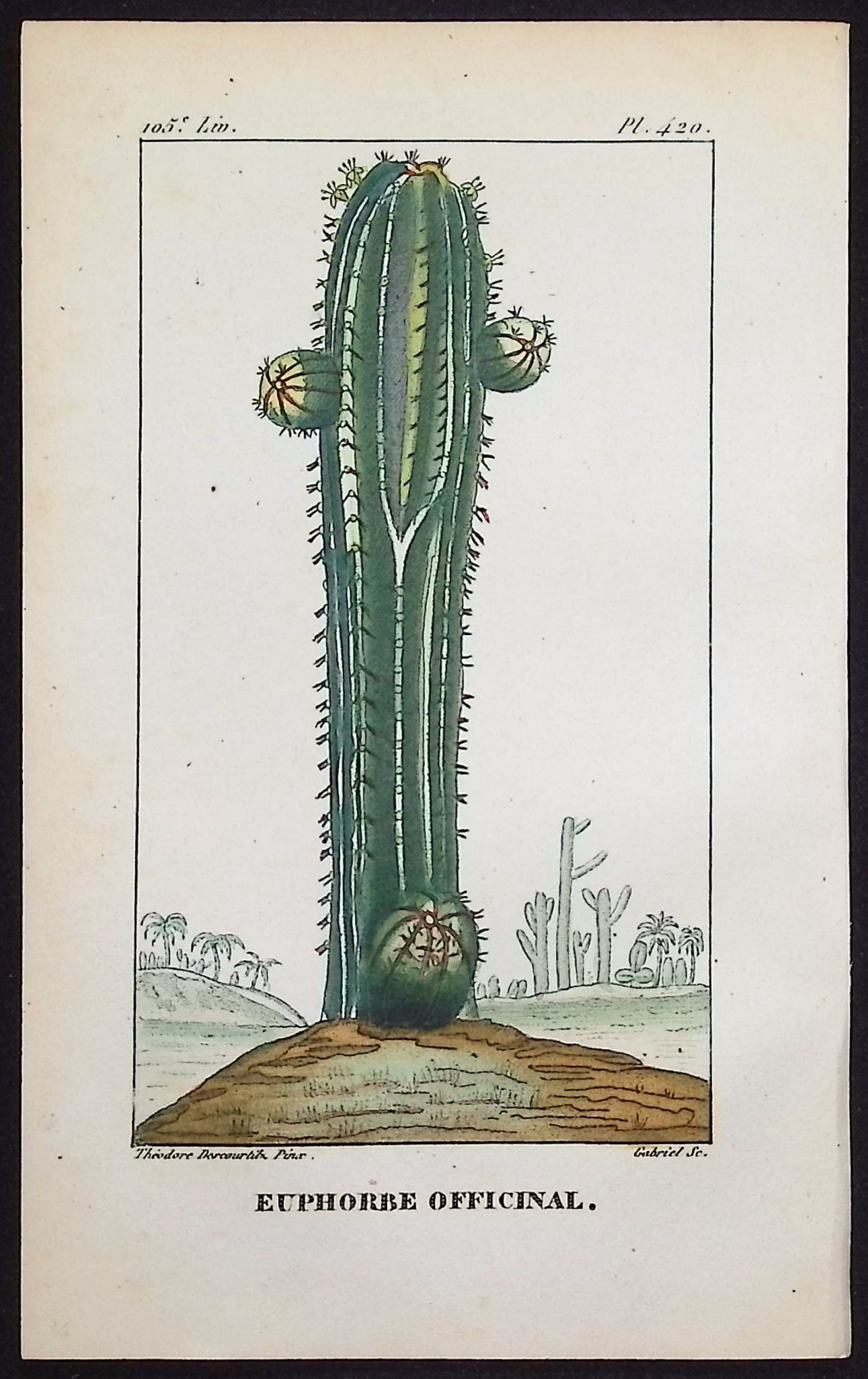 Descourtilz - 6 Cactus Engravings