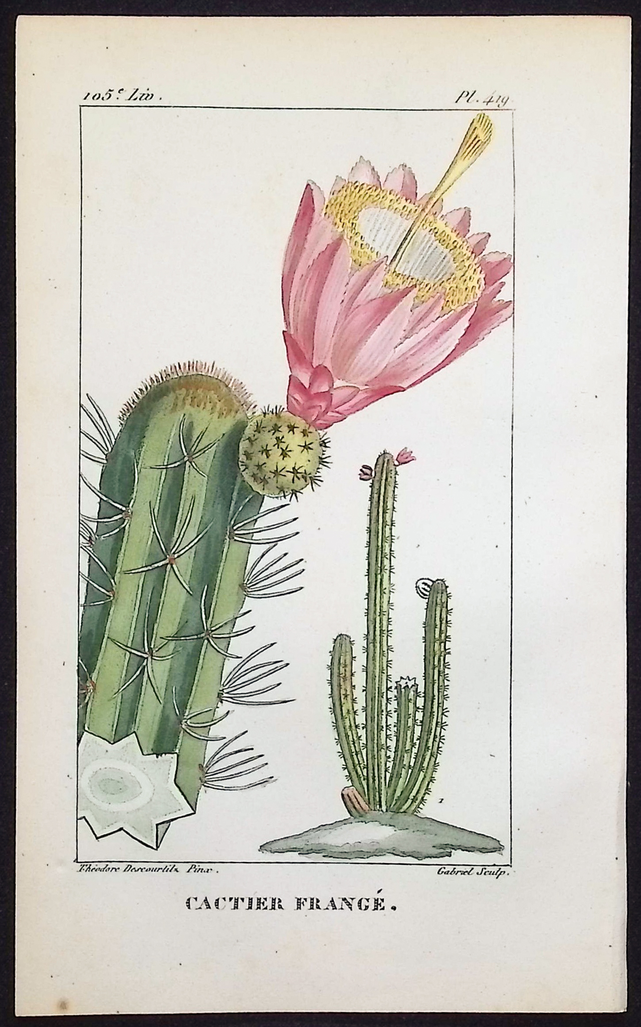 Descourtilz - 6 Cactus Engravings