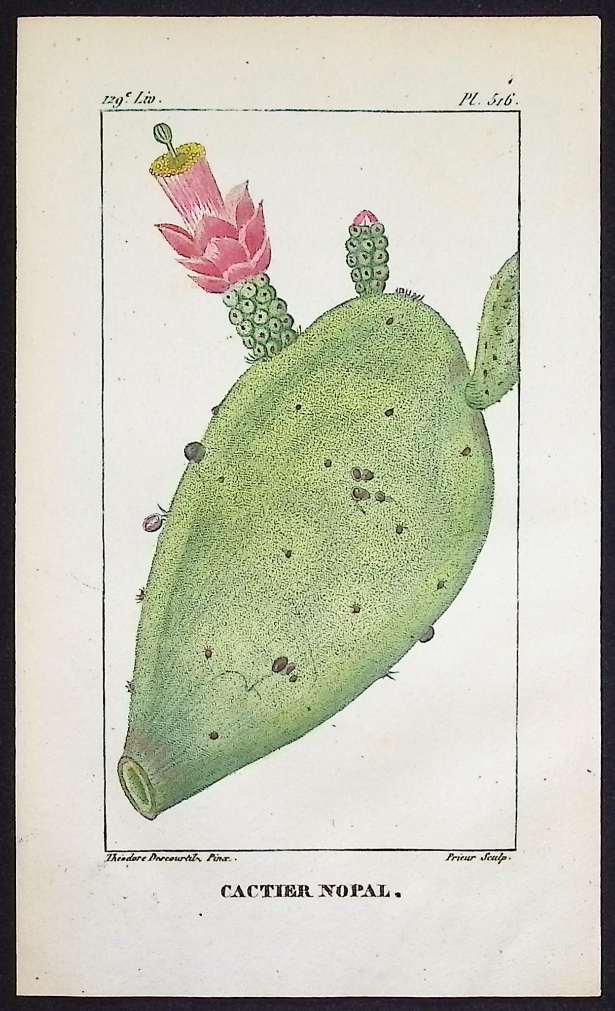 Descourtilz - 6 Cactus Engravings