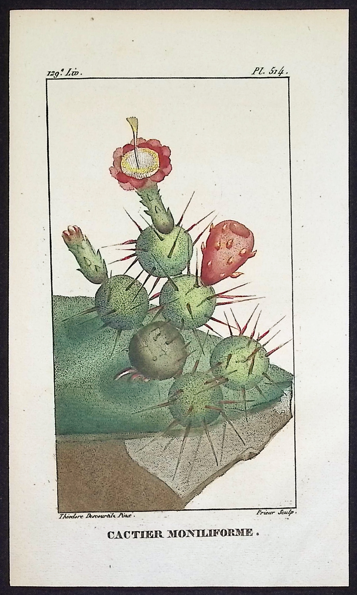 Descourtilz - 6 Cactus Engravings