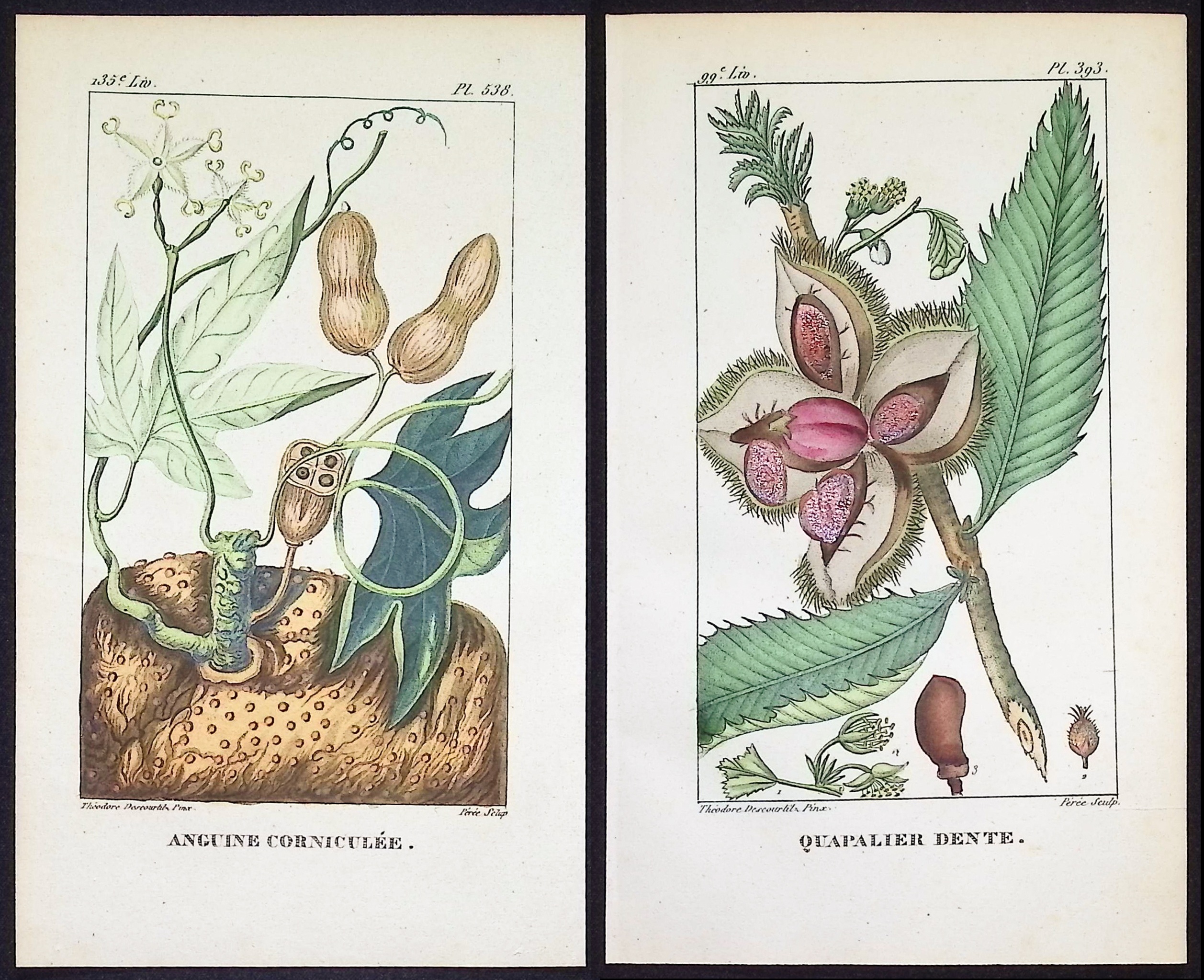 Descourtilz - 5 Botanical Engravings