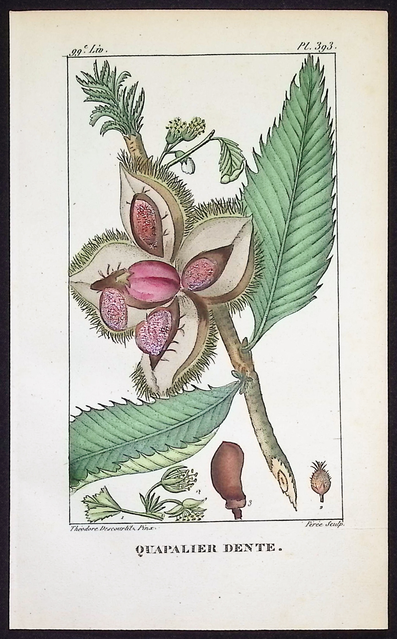 Descourtilz - 5 Botanical Engravings
