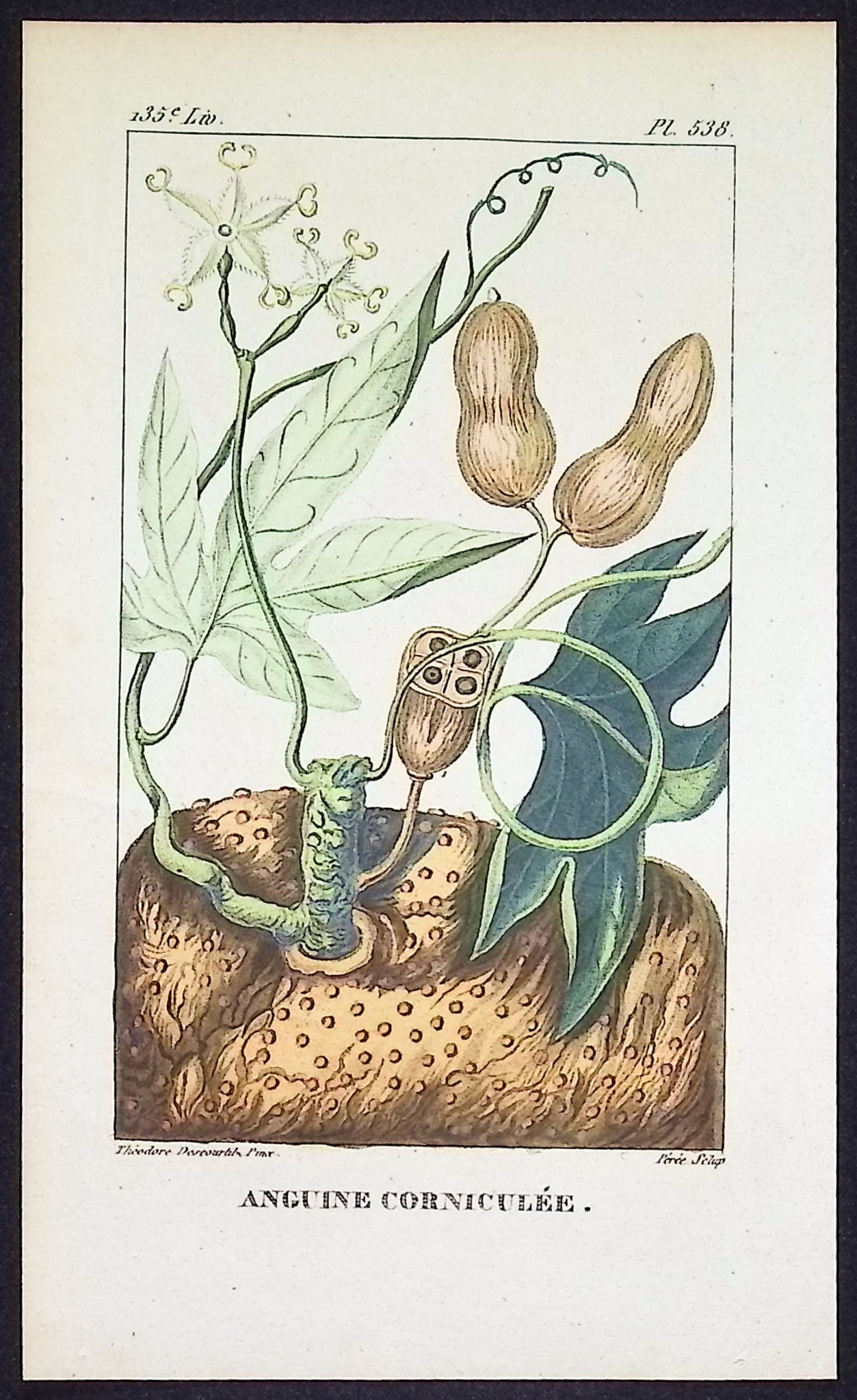 Descourtilz - 5 Botanical Engravings