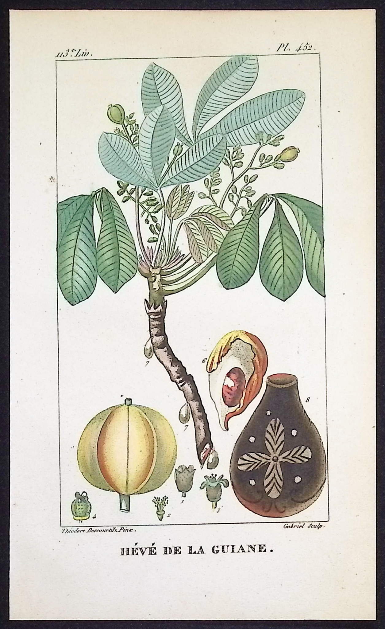 Descourtilz - 5 Botanical Engravings
