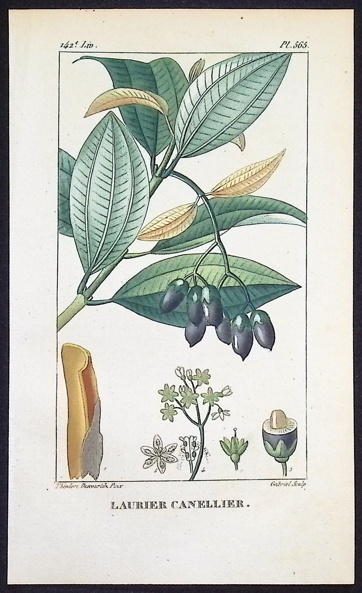 Descourtilz - 5 Botanical Engravings