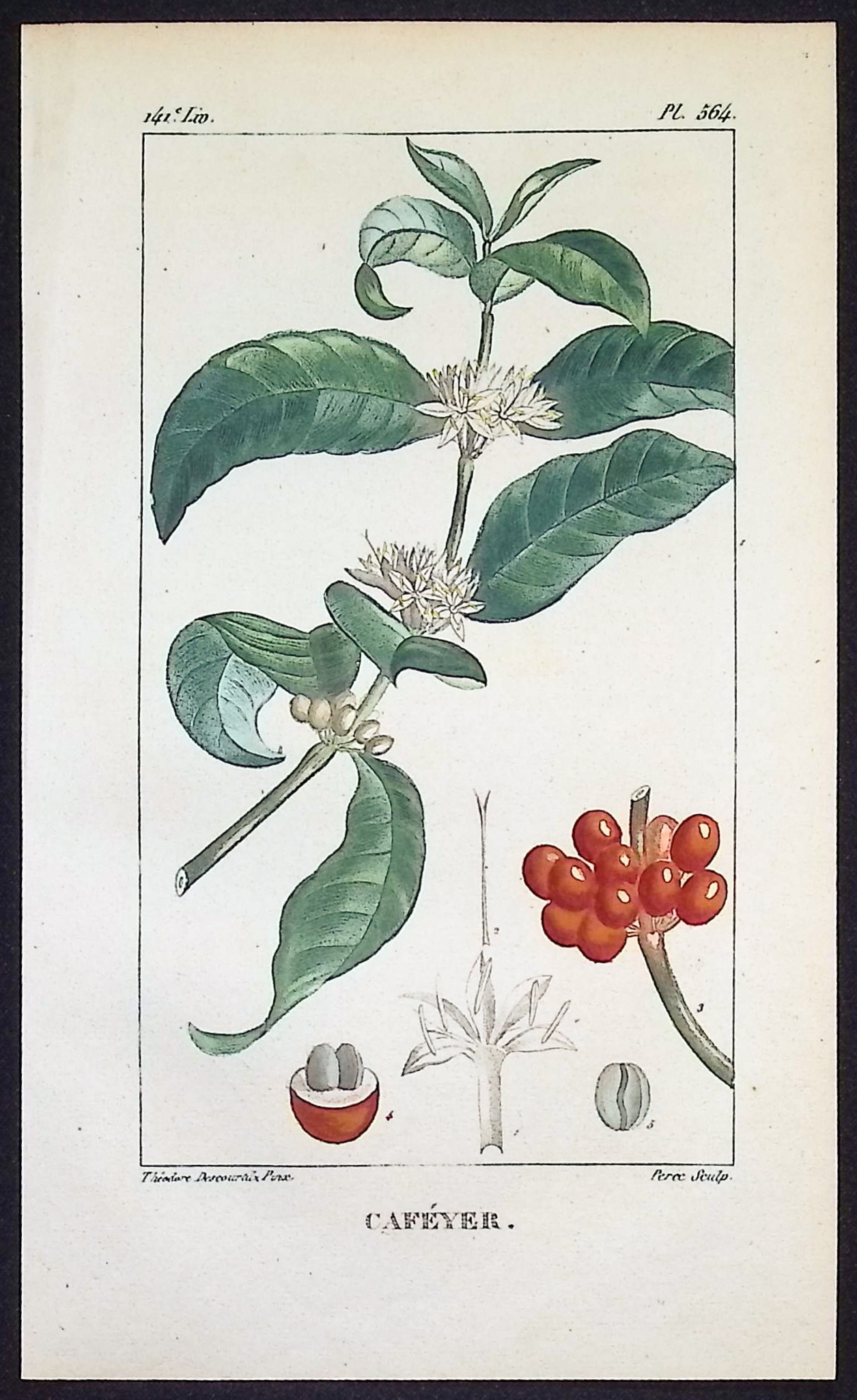 Descourtilz - 5 Botanical Engravings
