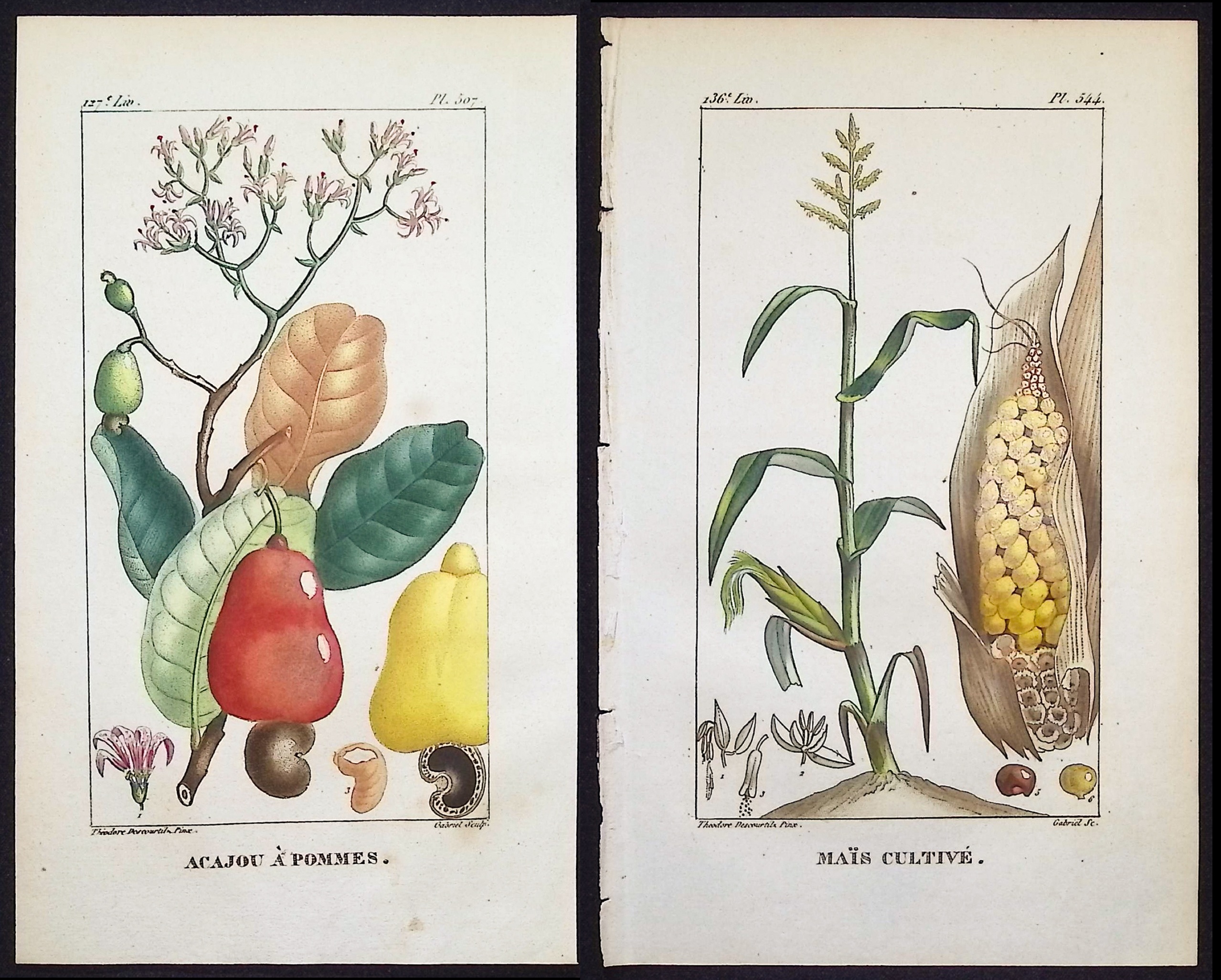 Descourtilz - Pair of Engravings of Corn & Cashew