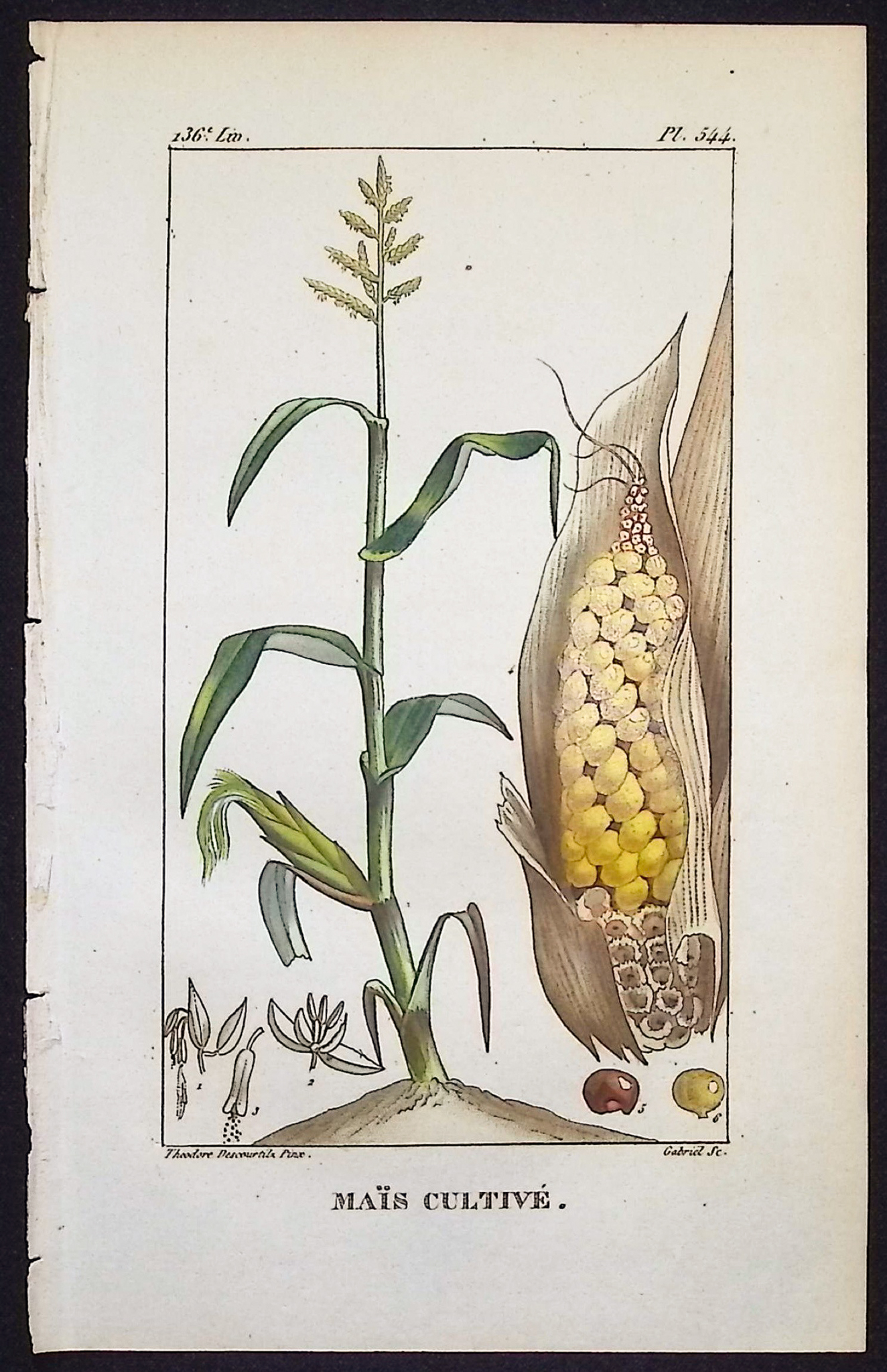 Descourtilz - Pair of Engravings of Corn & Cashew