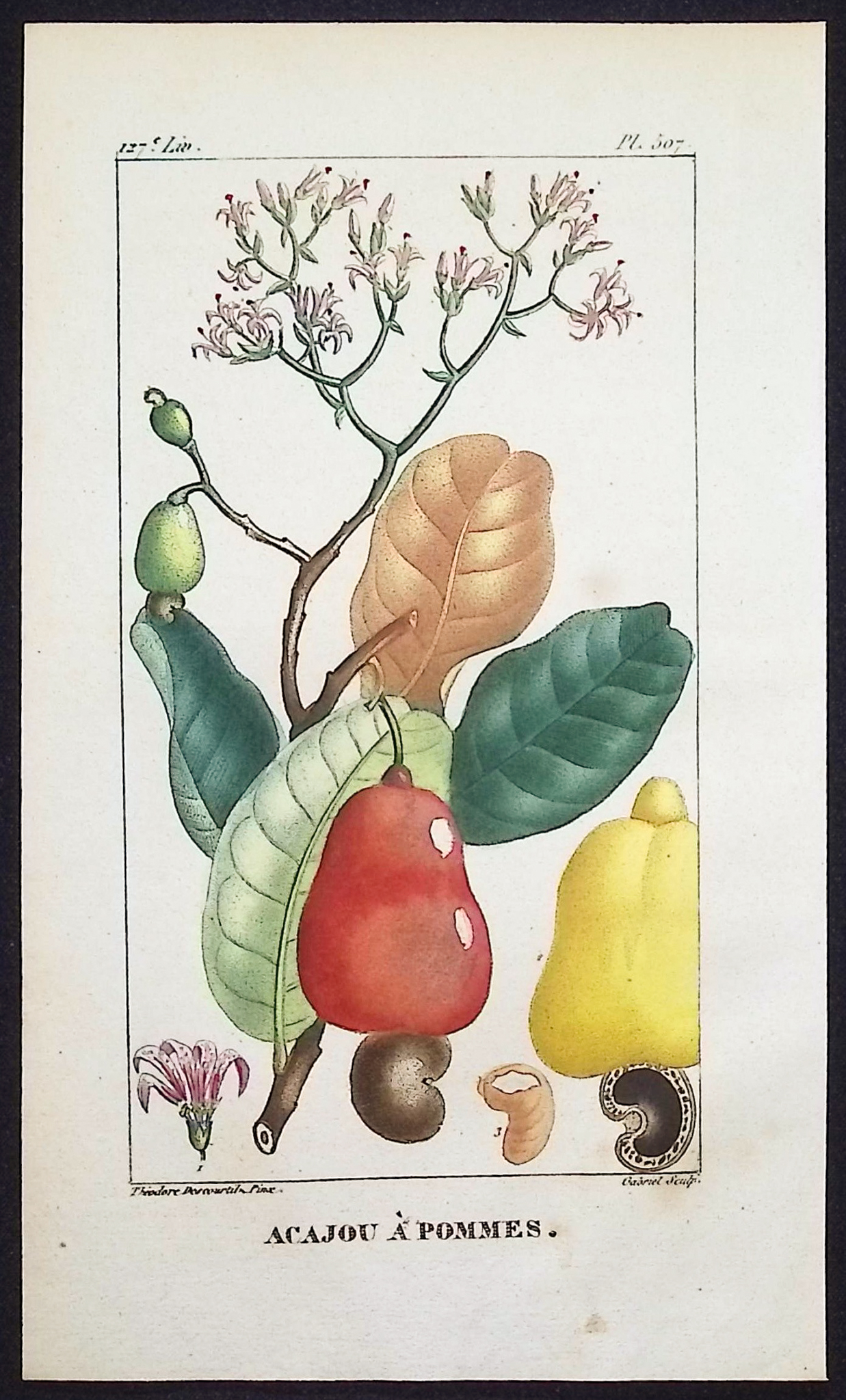 Descourtilz - Pair of Engravings of Corn & Cashew