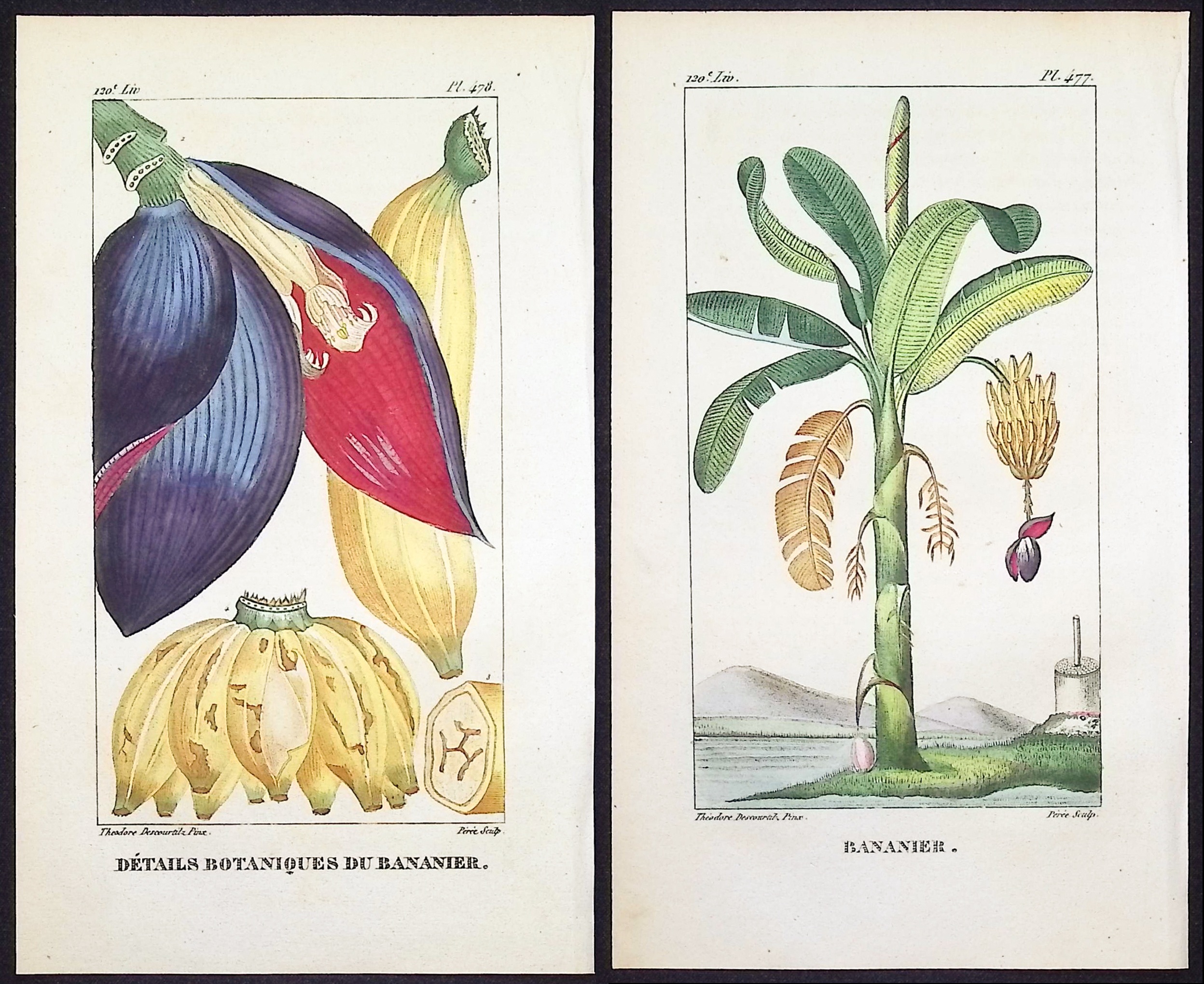 Descourtilz - 3 Engravings of Palm & Banana