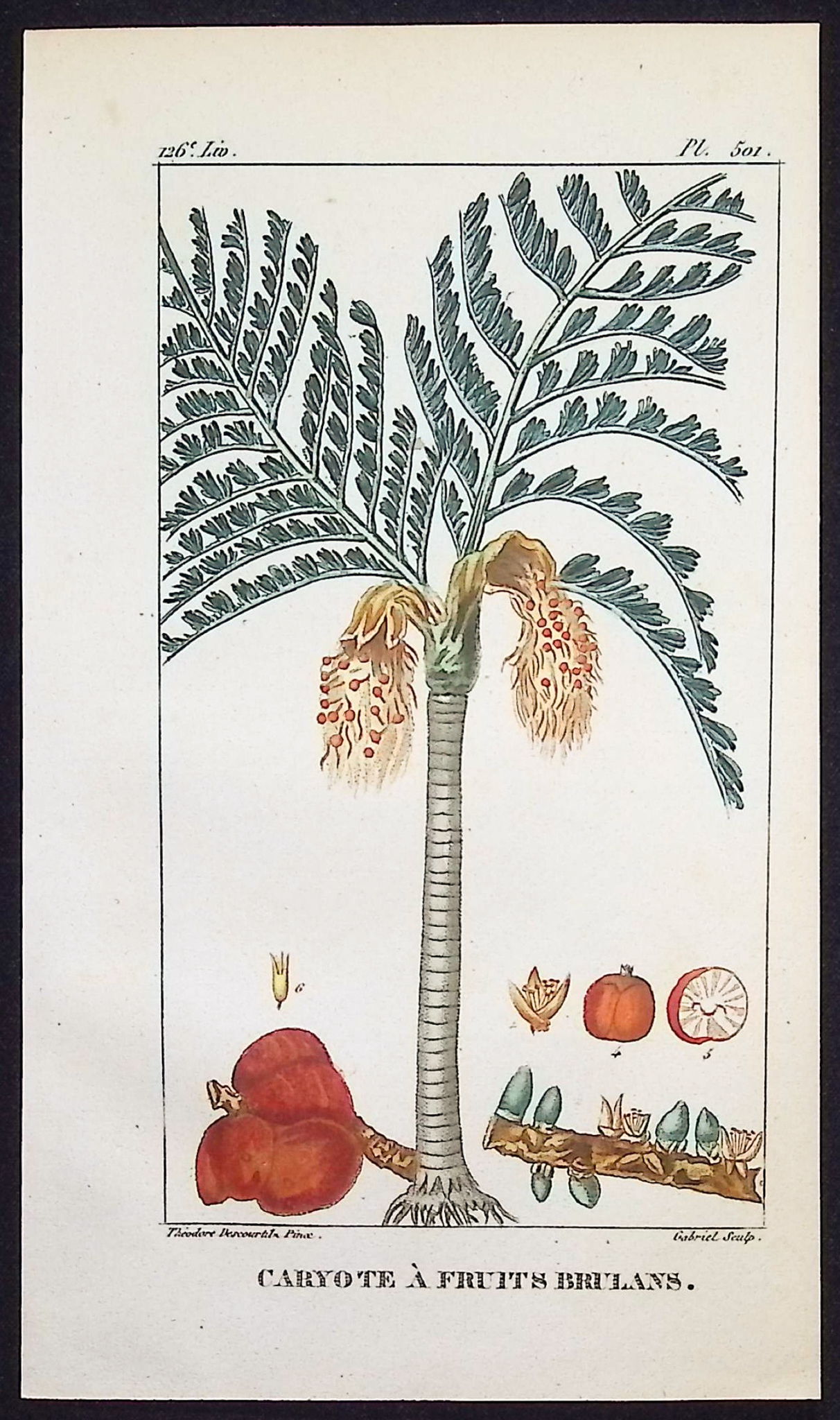 Descourtilz - 3 Engravings of Palm & Banana