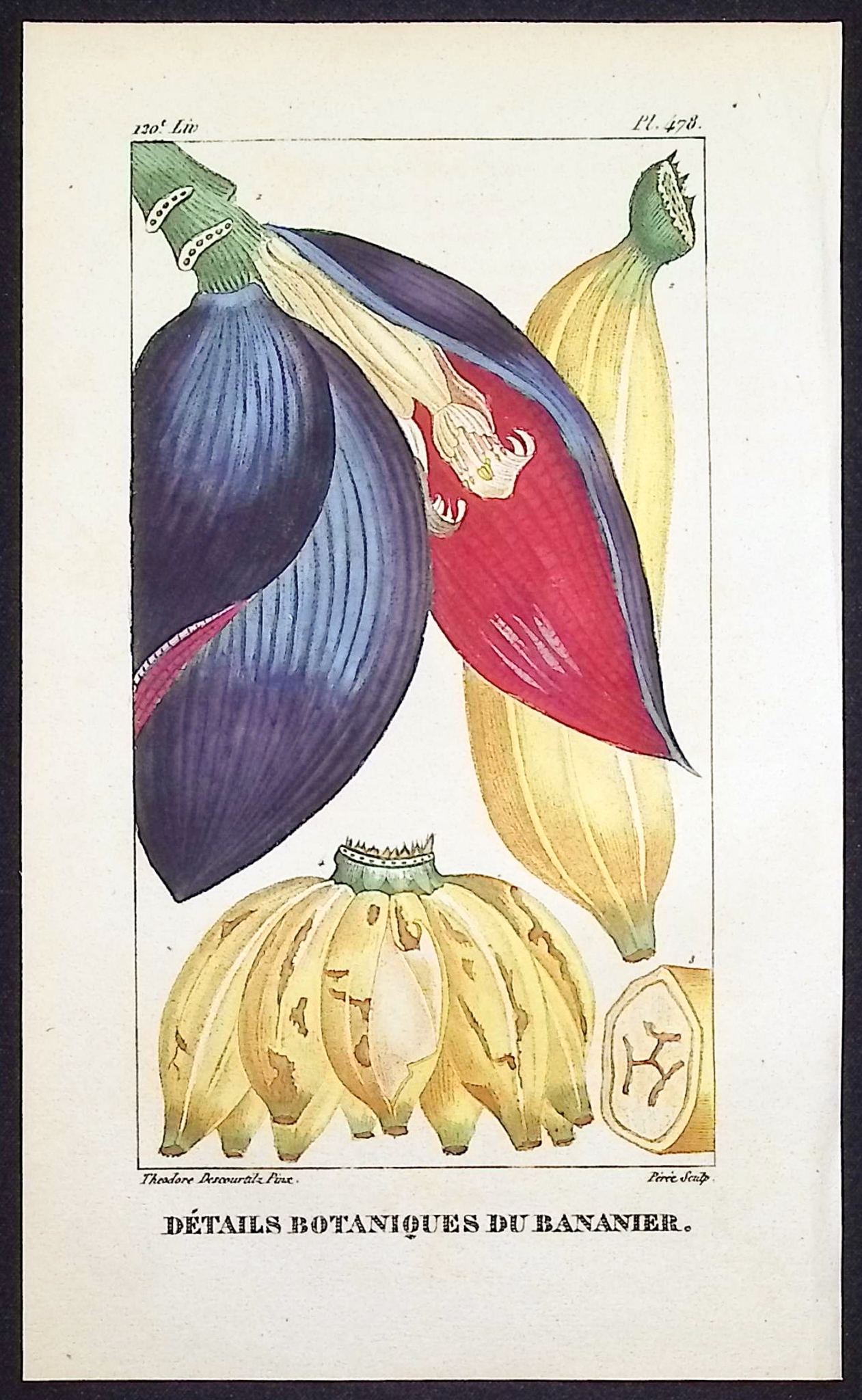 Descourtilz - 3 Engravings of Palm & Banana