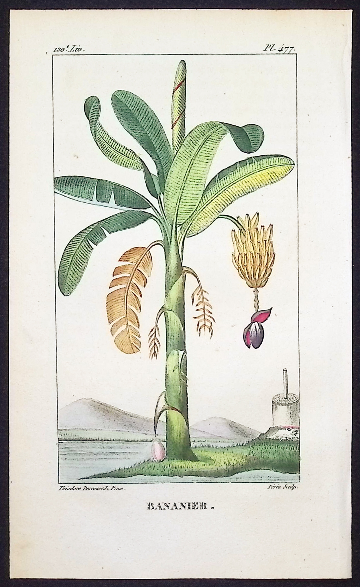Descourtilz - 3 Engravings of Palm & Banana