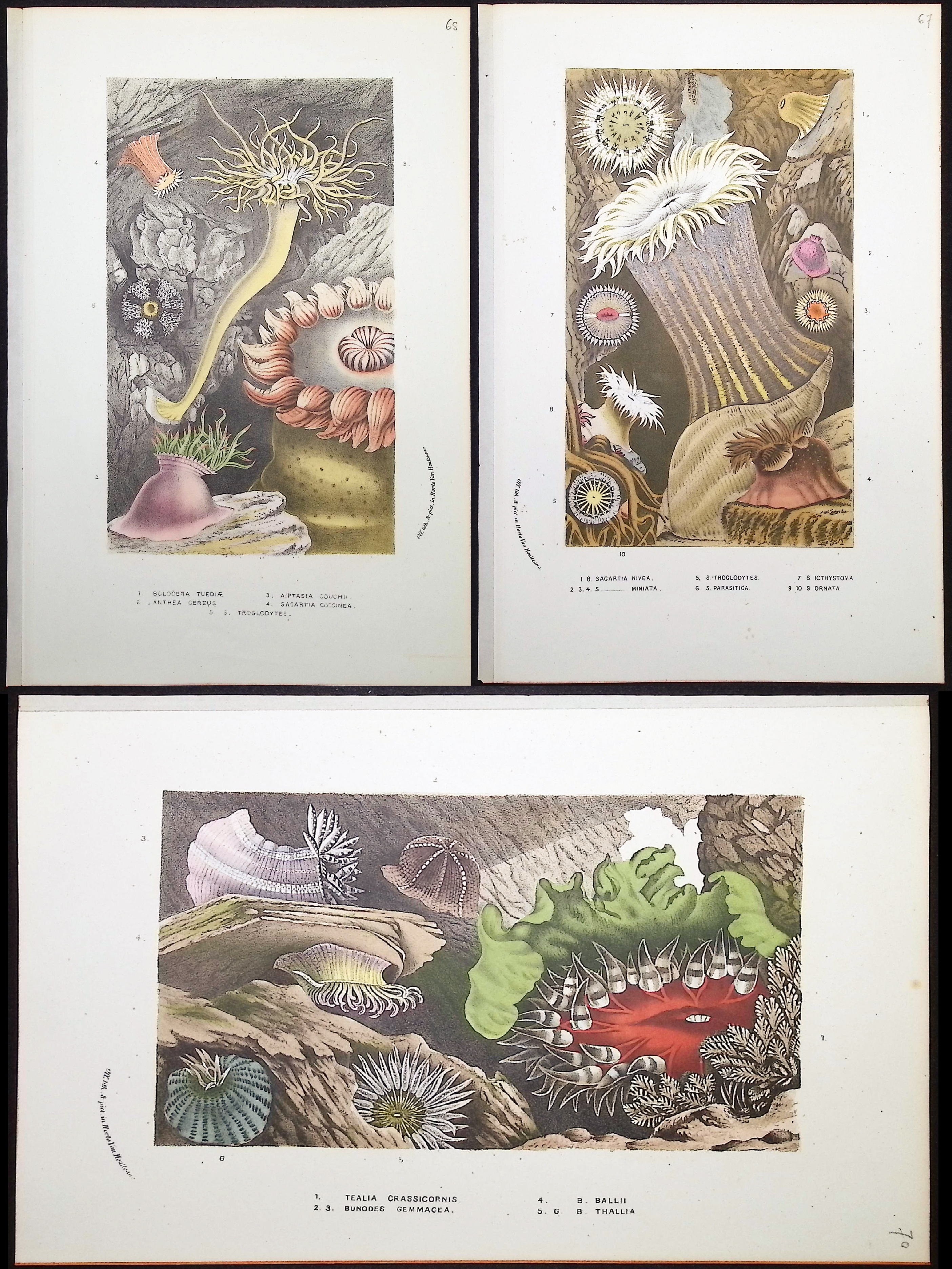 Van Houtte - 8 Sea Life Prints