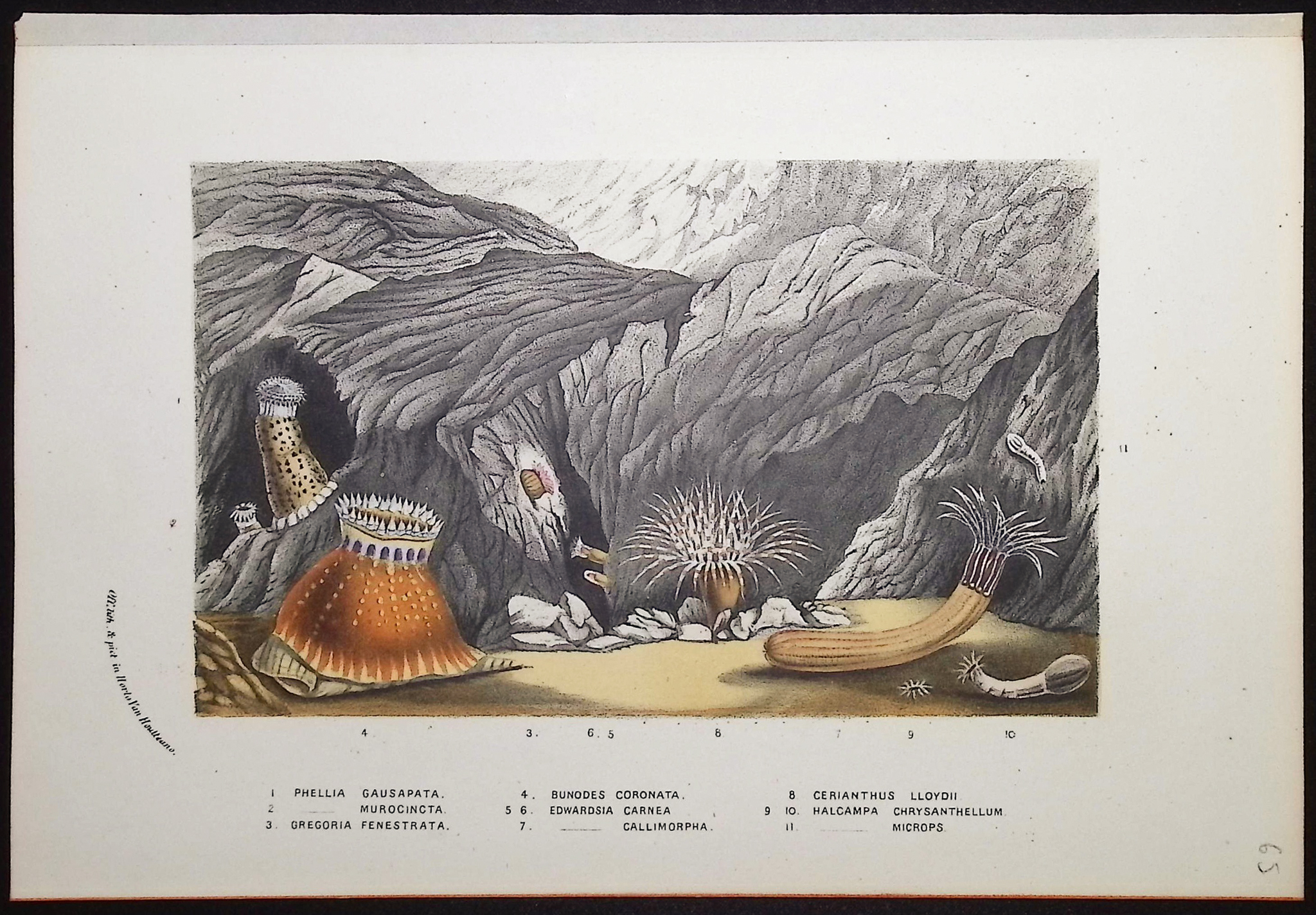 Van Houtte - 8 Sea Life Prints
