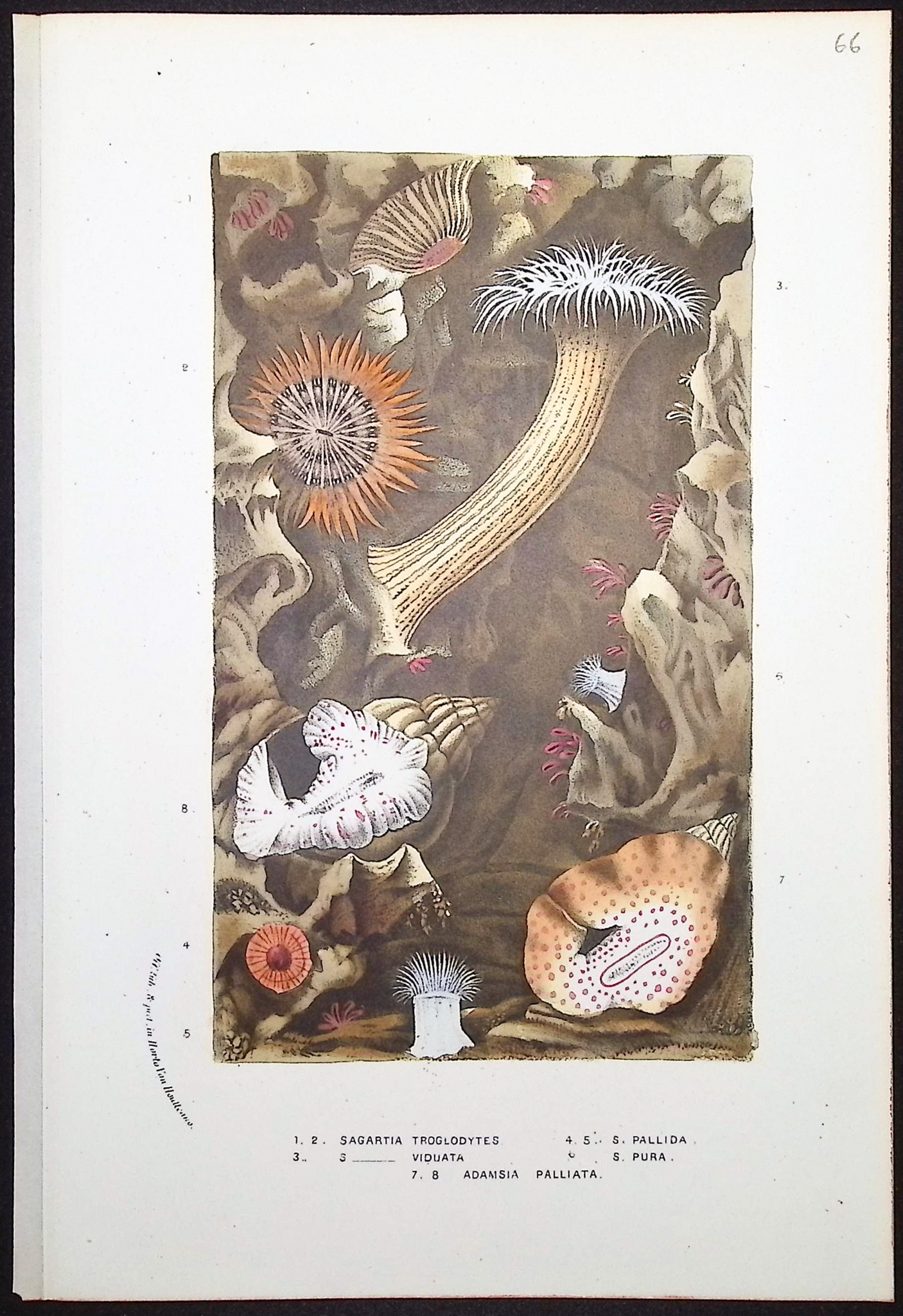 Van Houtte - 8 Sea Life Prints