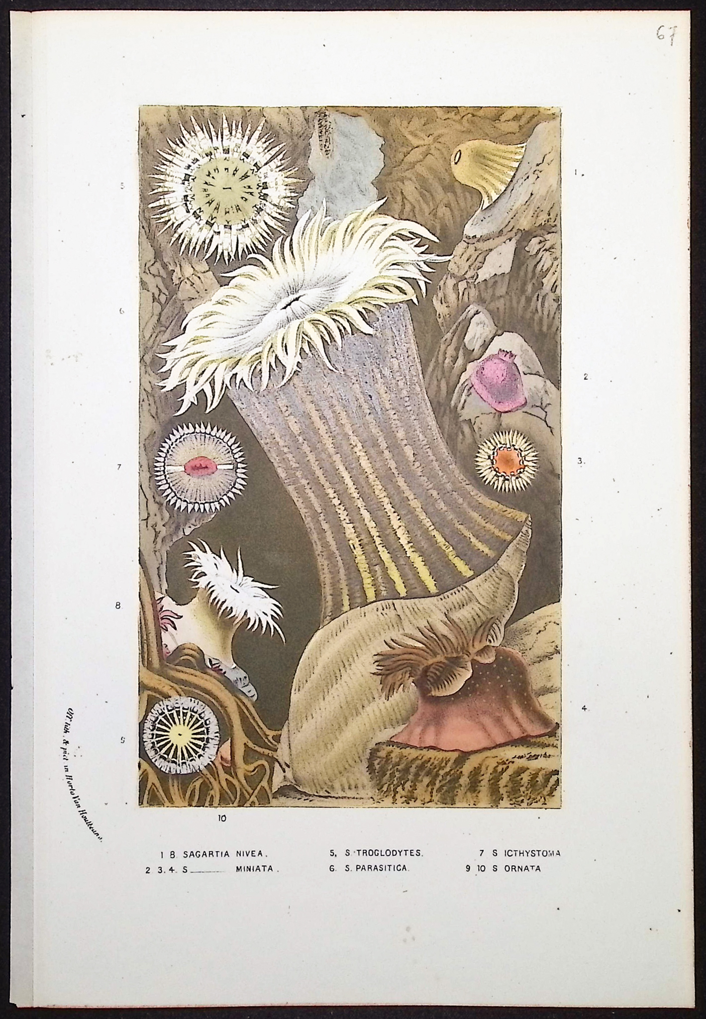 Van Houtte - 8 Sea Life Prints