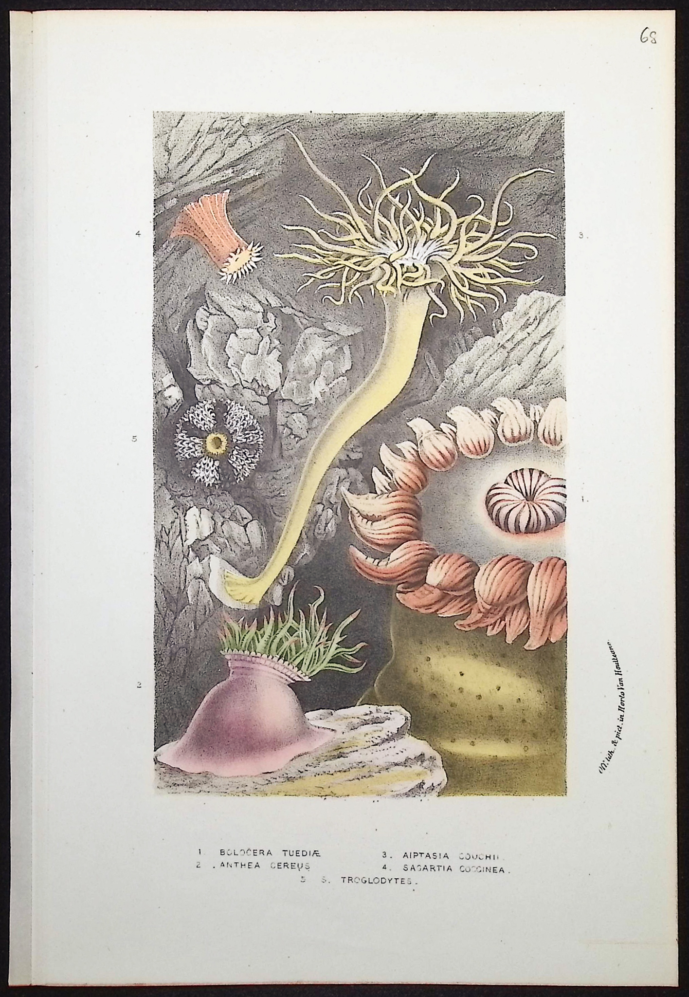 Van Houtte - 8 Sea Life Prints