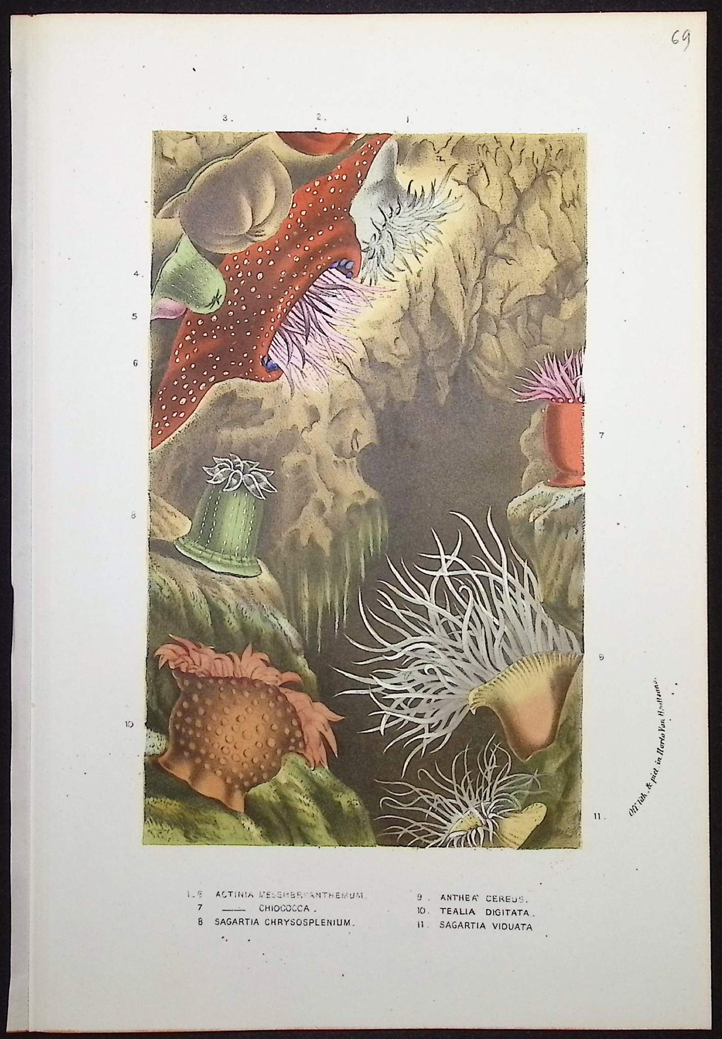 Van Houtte - 8 Sea Life Prints