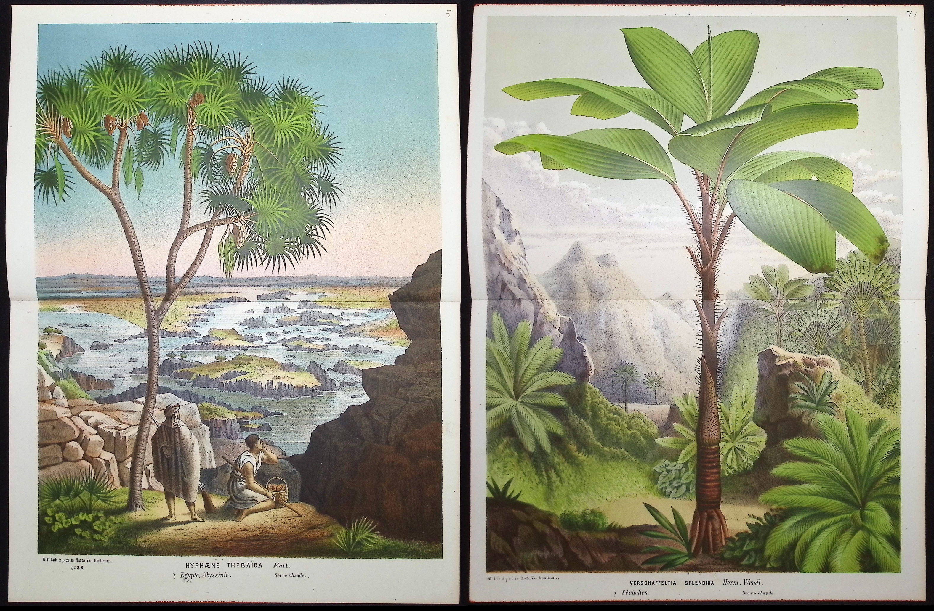 Van Houtte - 4 Palm Tree Prints