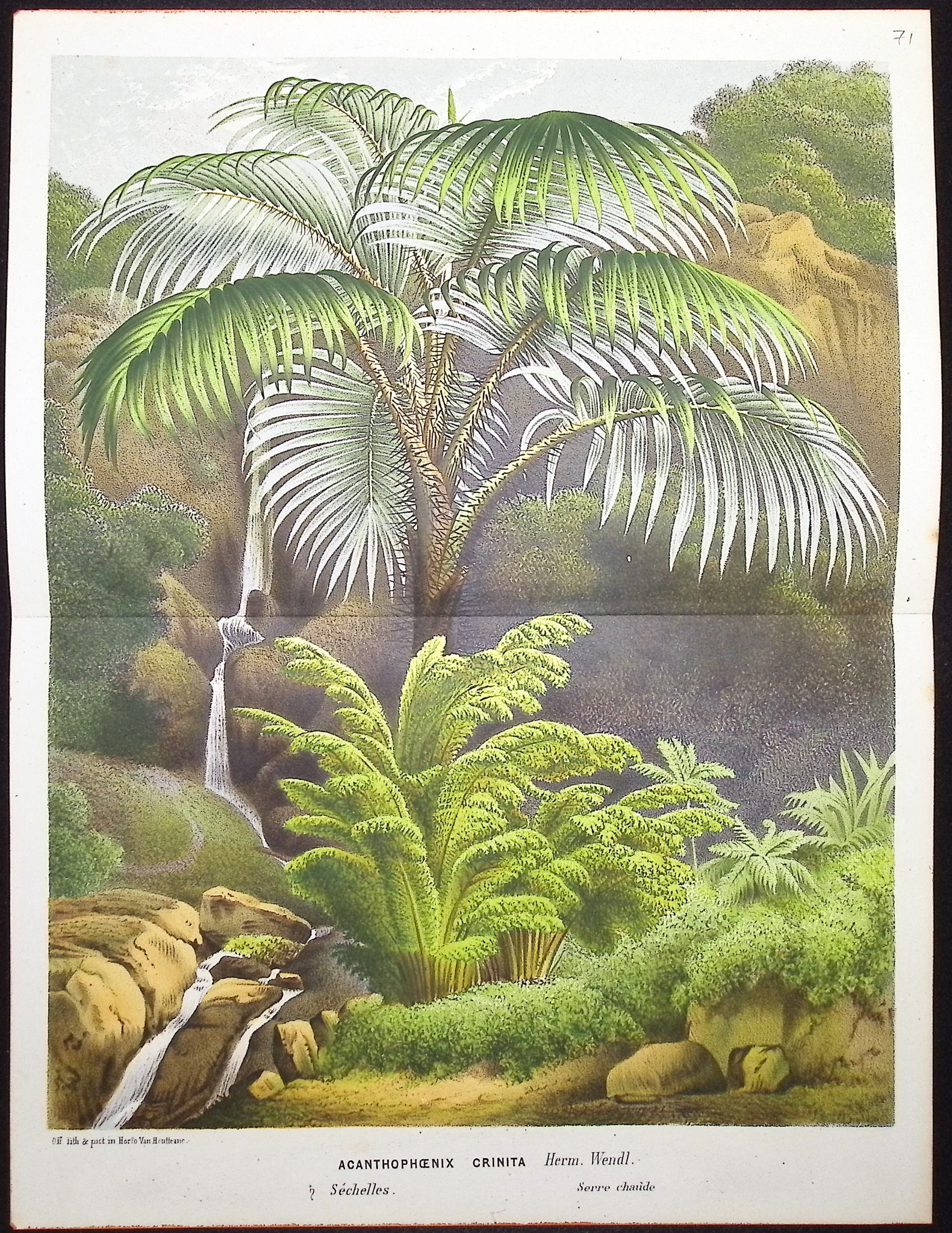 Van Houtte - 4 Palm Tree Prints