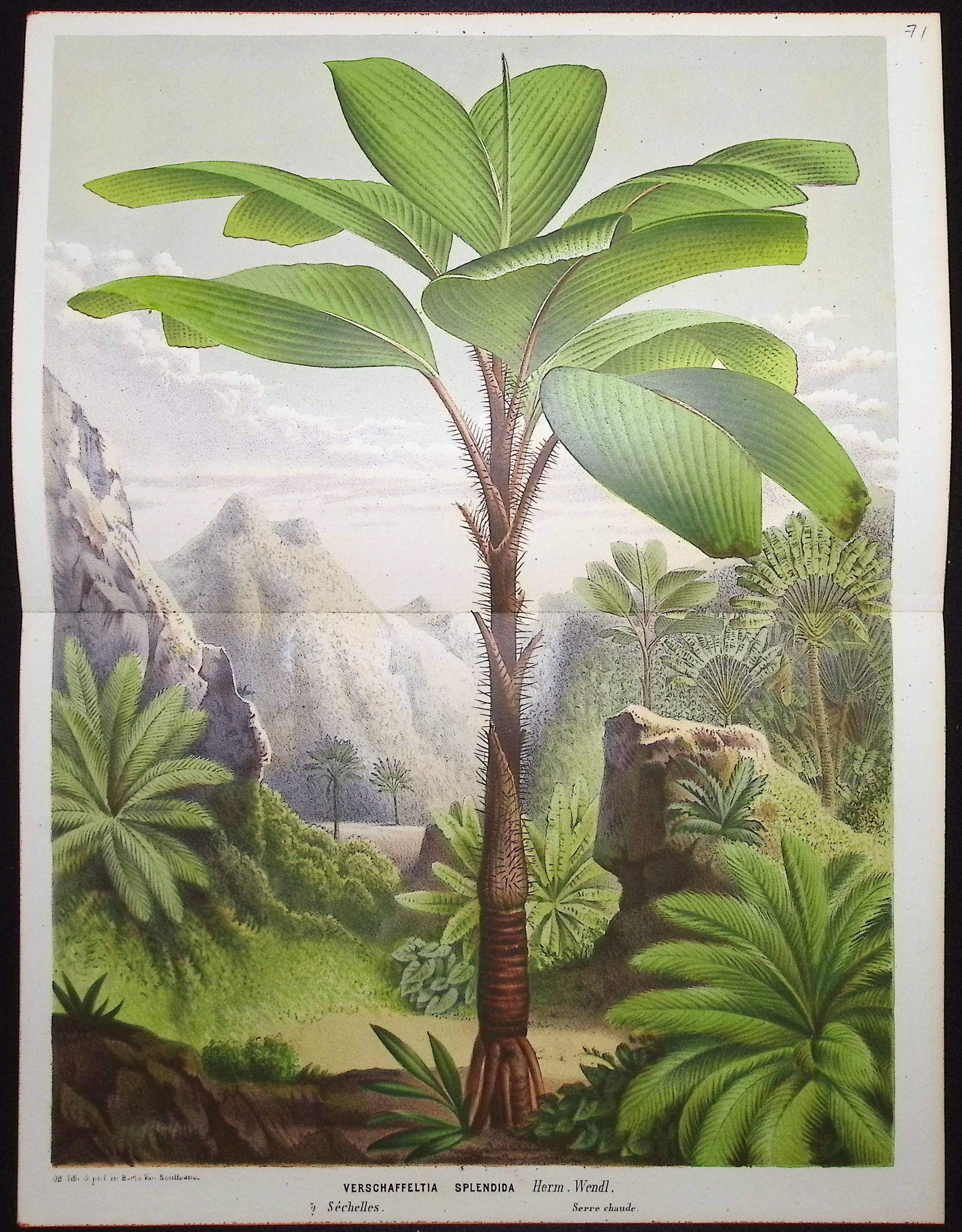 Van Houtte - 4 Palm Tree Prints