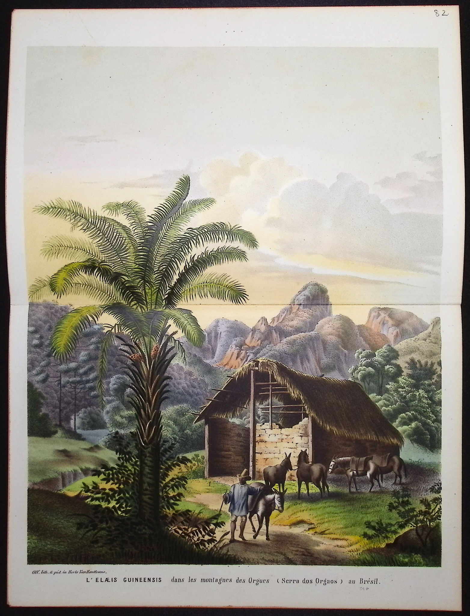 Van Houtte - 4 Palm Tree Prints
