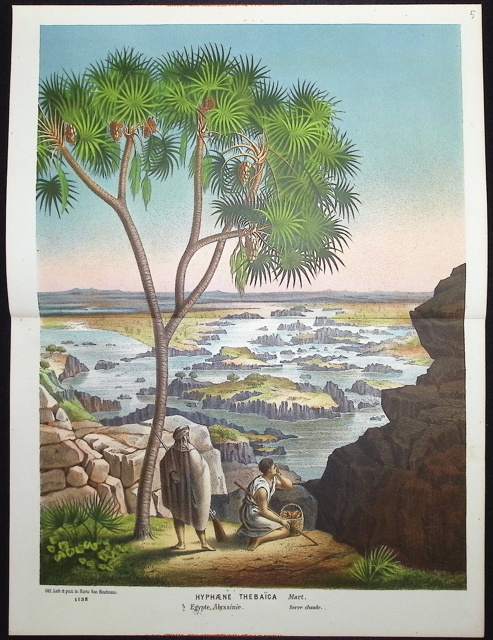 Van Houtte - 4 Palm Tree Prints