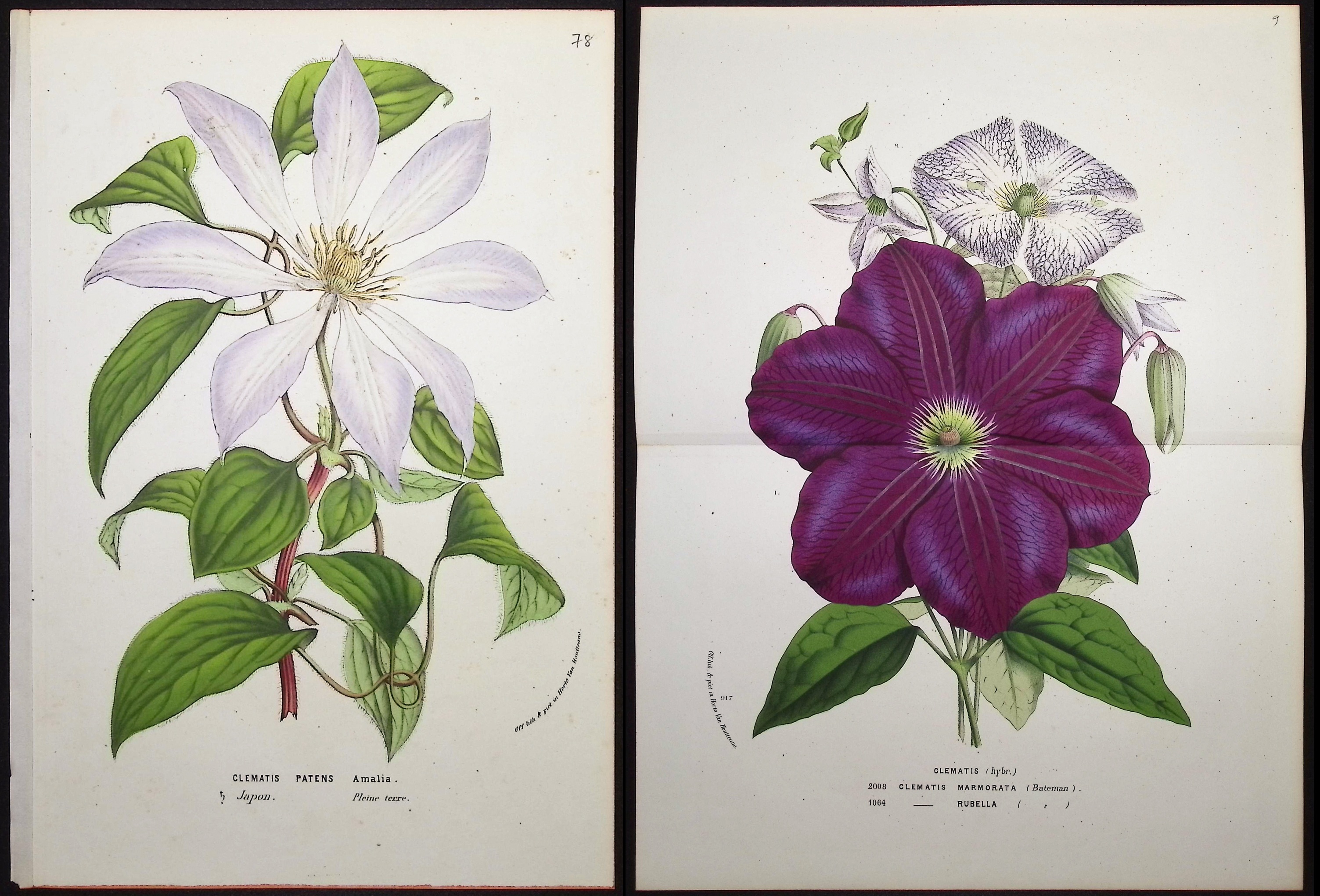 Van Houtte - 3 Clematis Prints