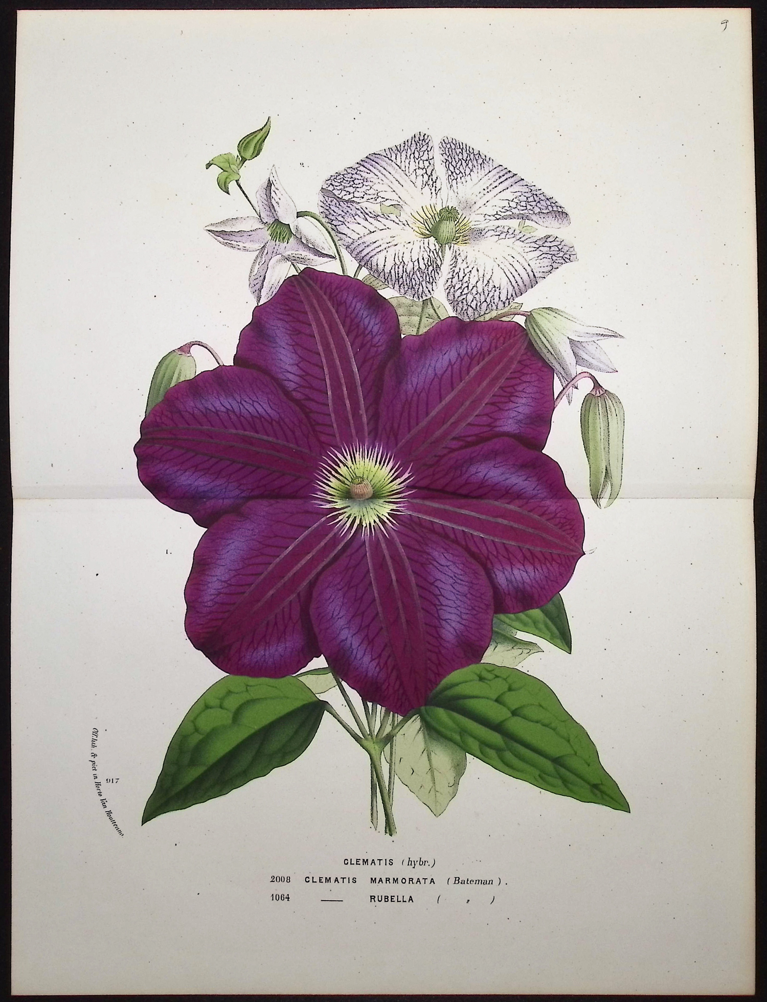 Van Houtte - 3 Clematis Prints