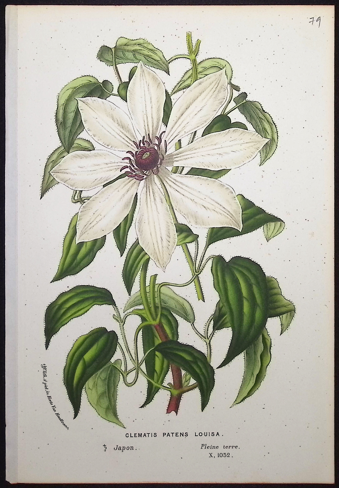 Van Houtte - 3 Clematis Prints