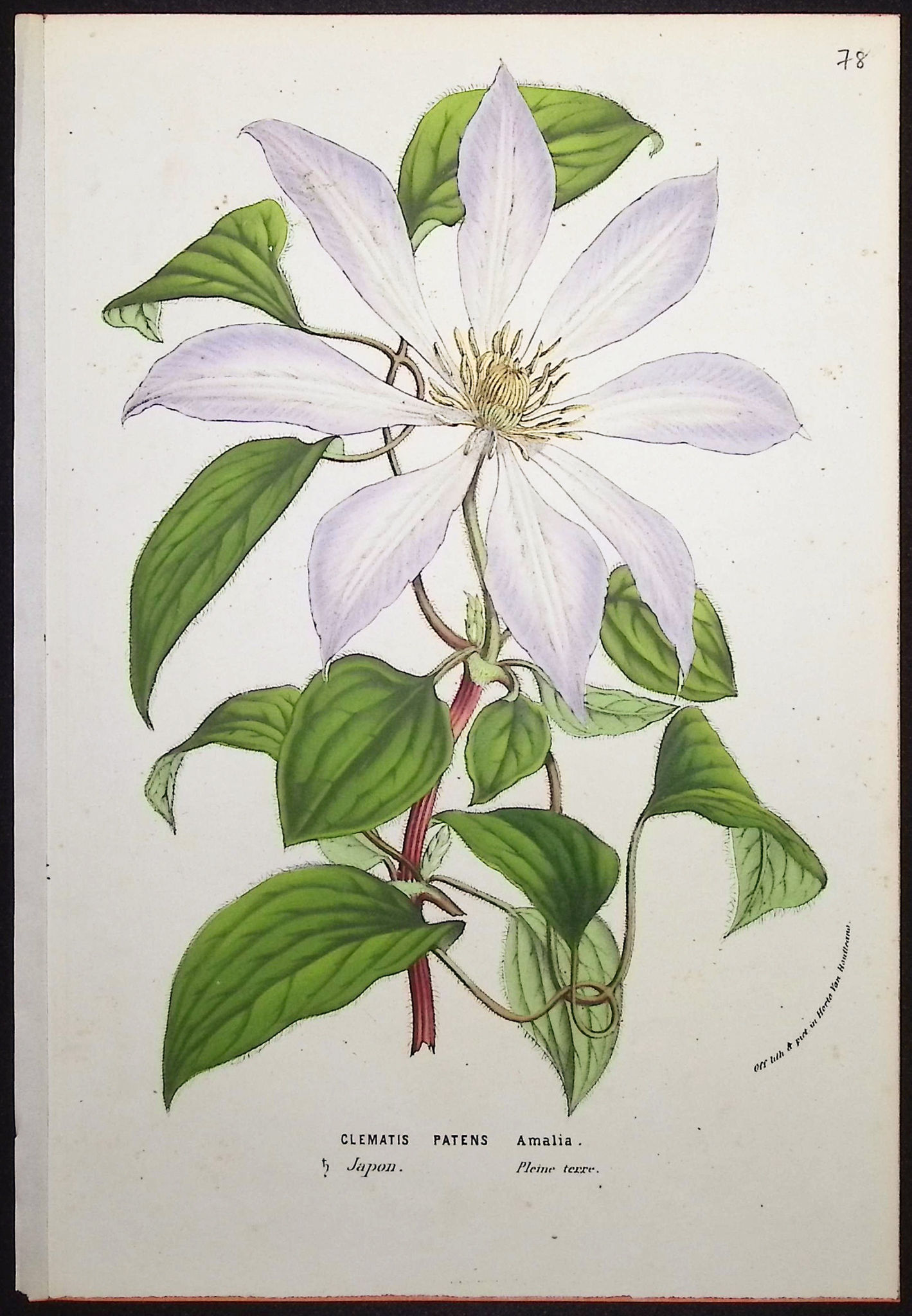 Van Houtte - 3 Clematis Prints