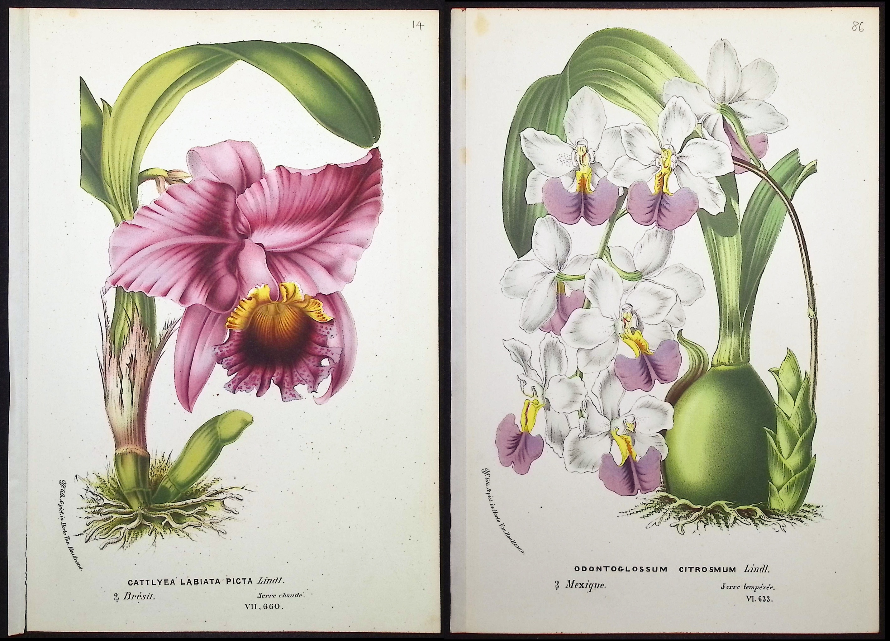 Van Houtte - 4 Orchid Prints