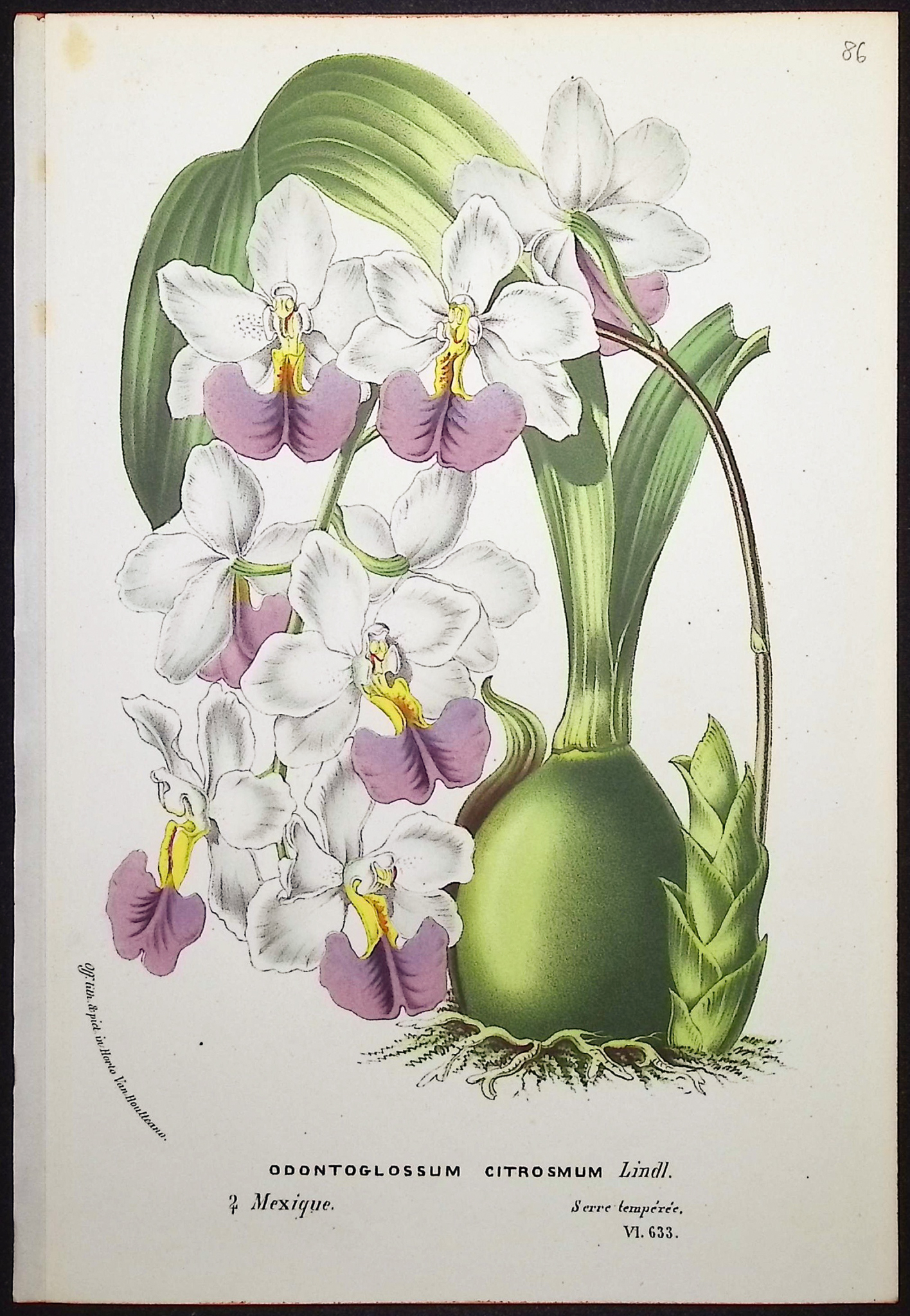 Van Houtte - 4 Orchid Prints