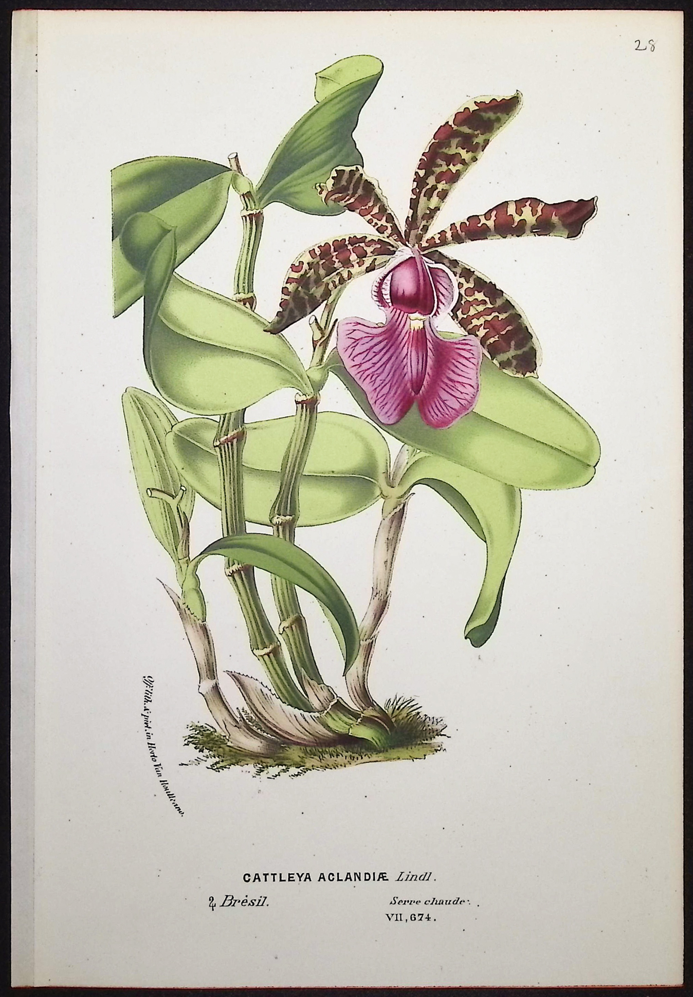 Van Houtte - 4 Orchid Prints